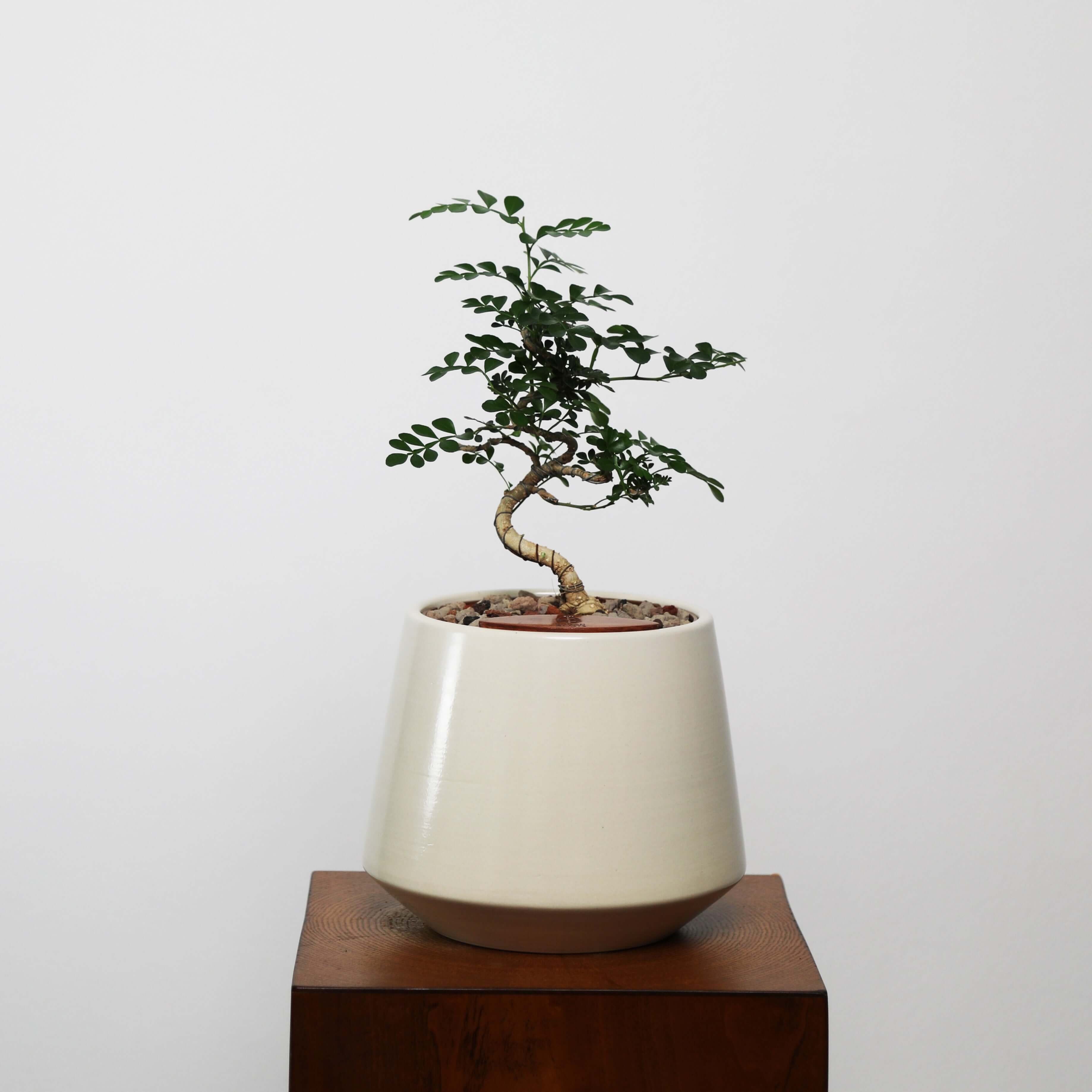 bonsai tree self watering pot Feroniea Lucida Bonsai in Toto Self-Watering Pot