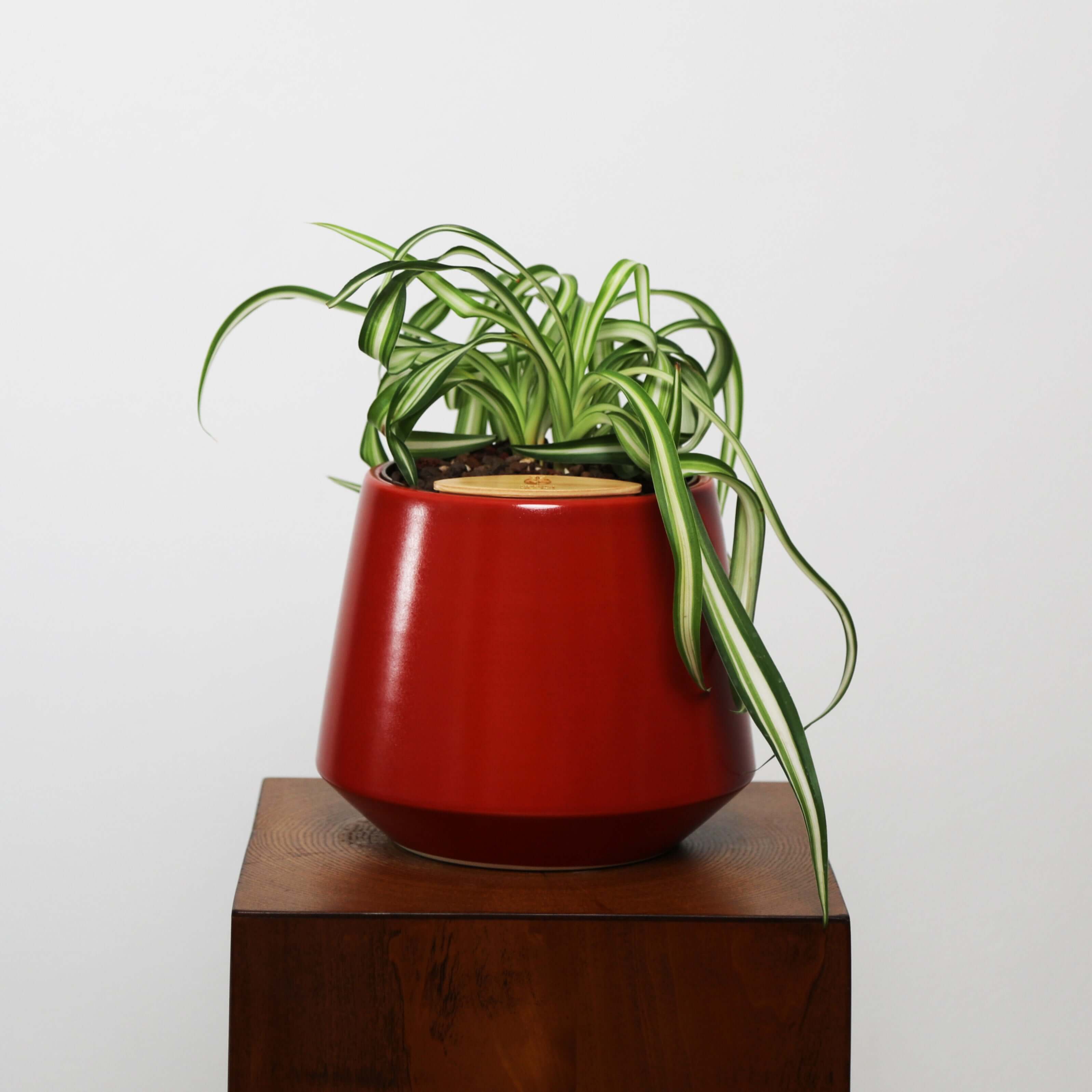 red leaf spider plant Bonnie Spider Plant (Chlorophytum comosum) in Toto Self-Watering Pot