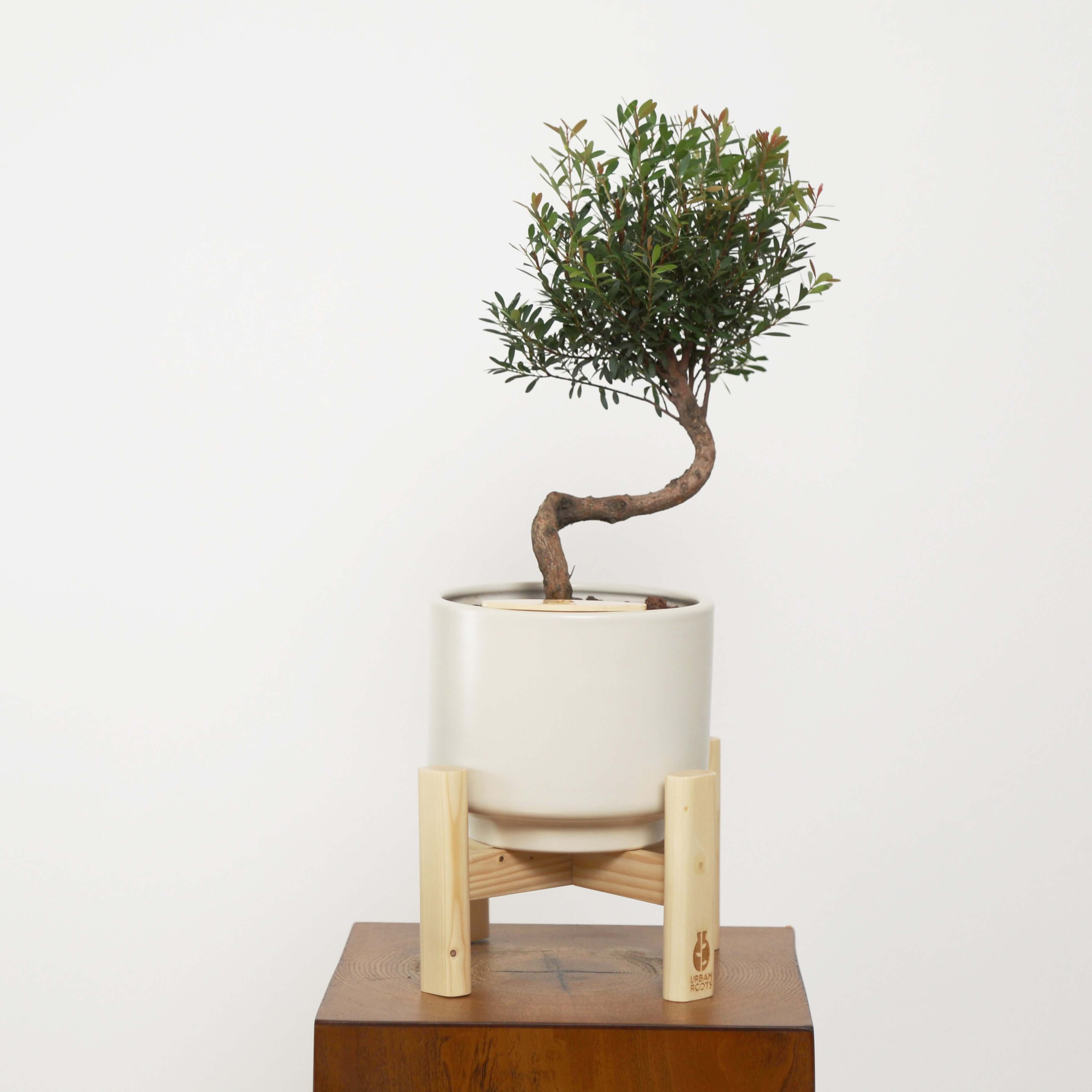 bonsai tree low light Syzygium buxifolium Bonsai in Haku Self-Watering Pot