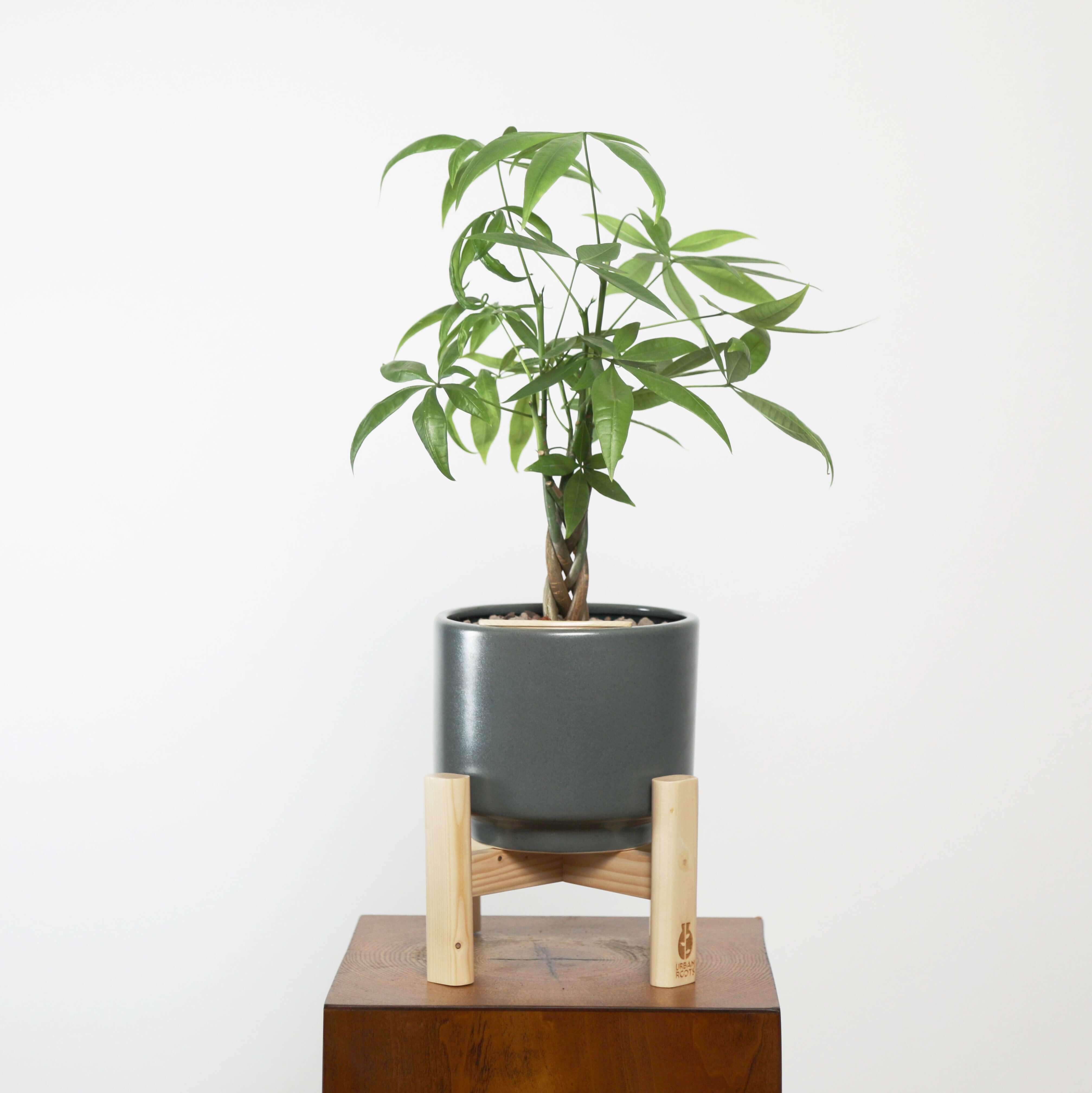 Money Tree (Pachira Aquatica) in Haku Self-Watering Pot