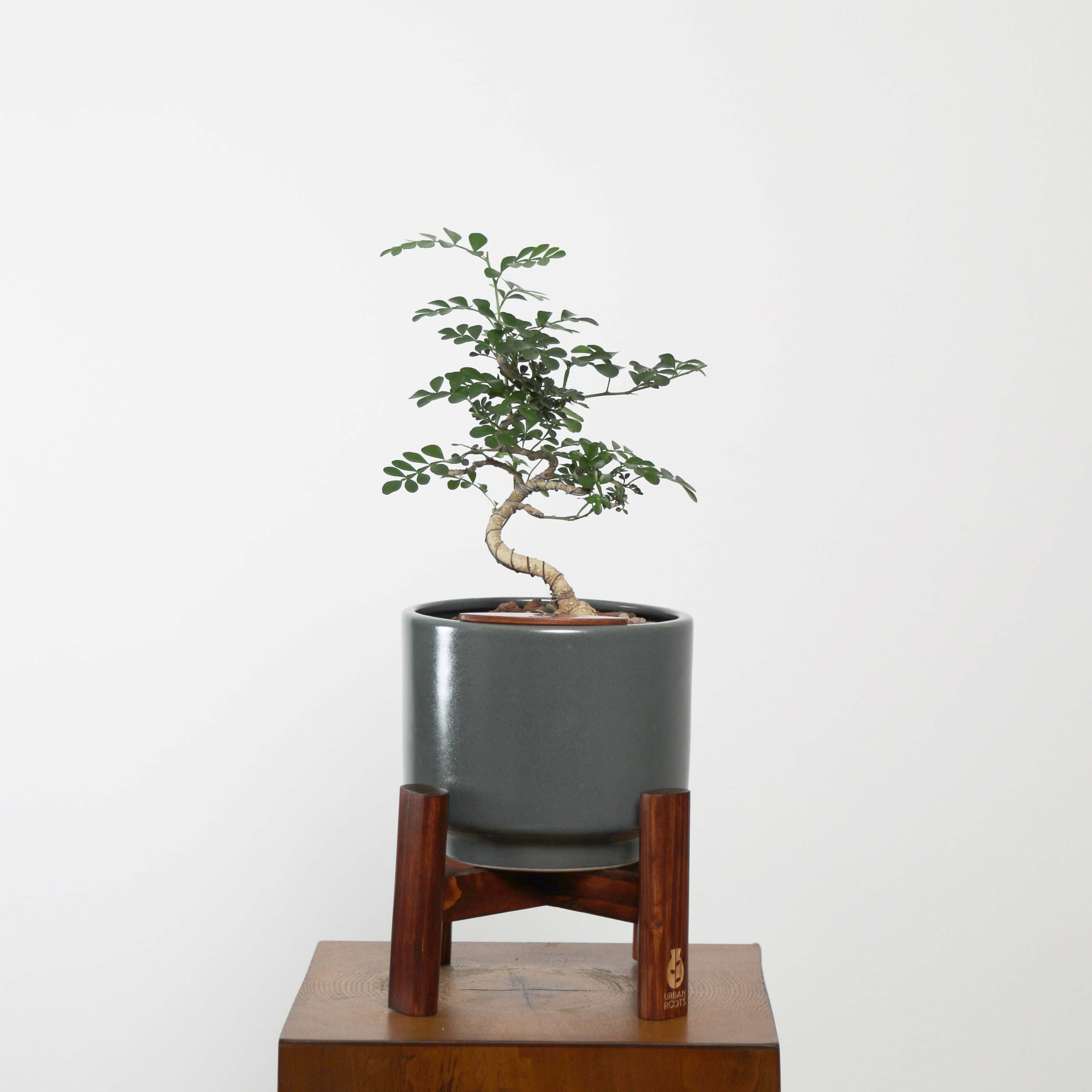 Feroniea Lucida Bonsai in Haku Self-Watering Pot
