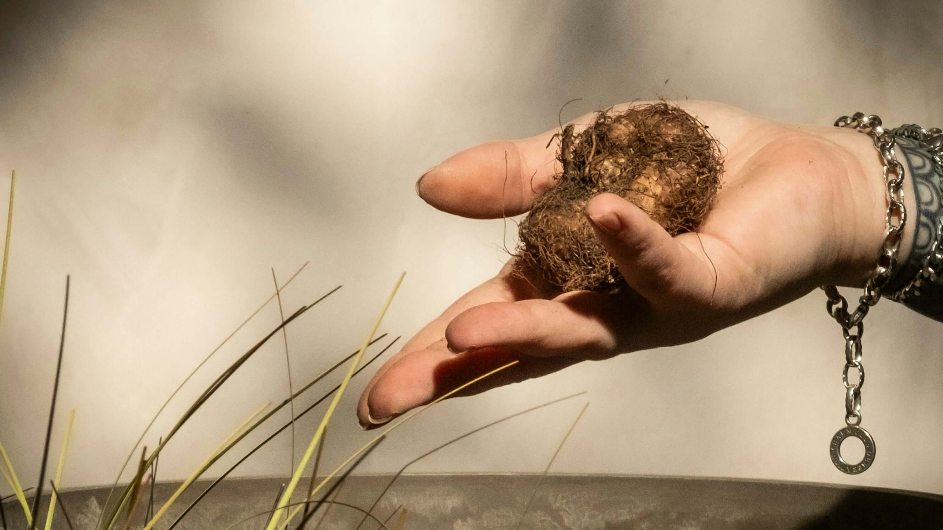 View details for Plant myths you don’t need to believe anymore Plant myths you don’t need to believe anymore