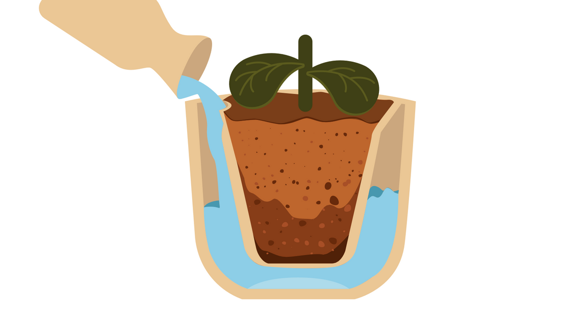 The science behind self-watering systems — and why they actually work