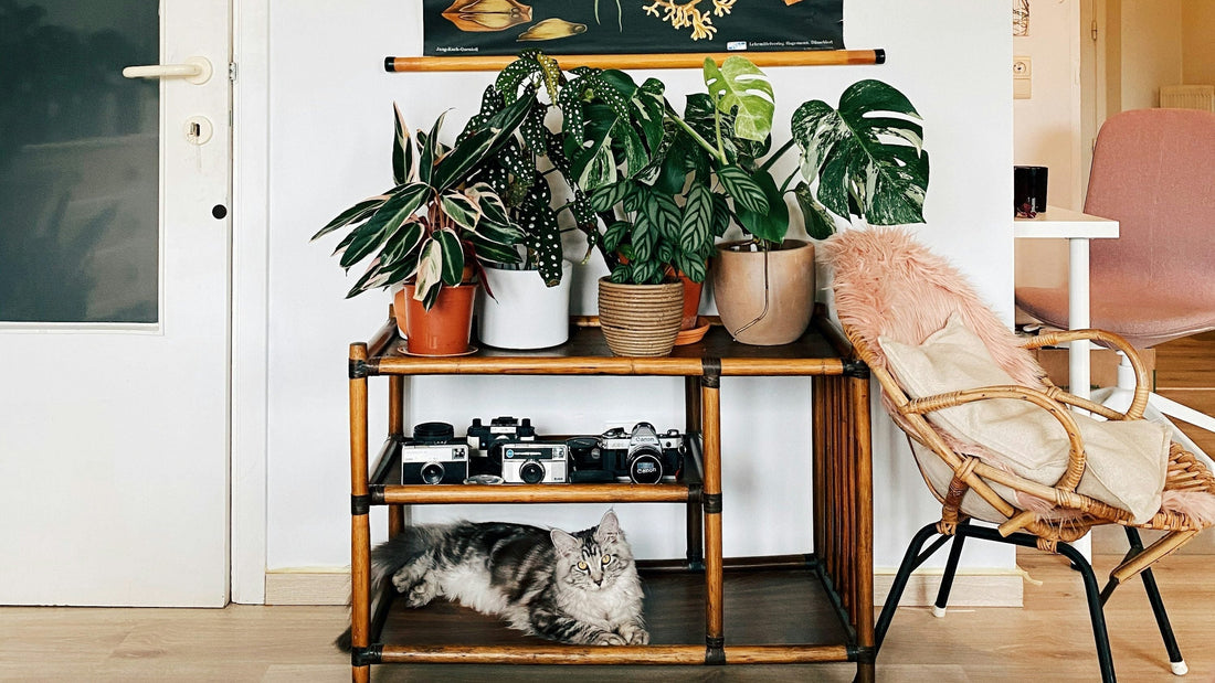 View details for How to turn your home into a calming green retreat - even in small spaces How to turn your home into a calming green retreat - even in small spaces