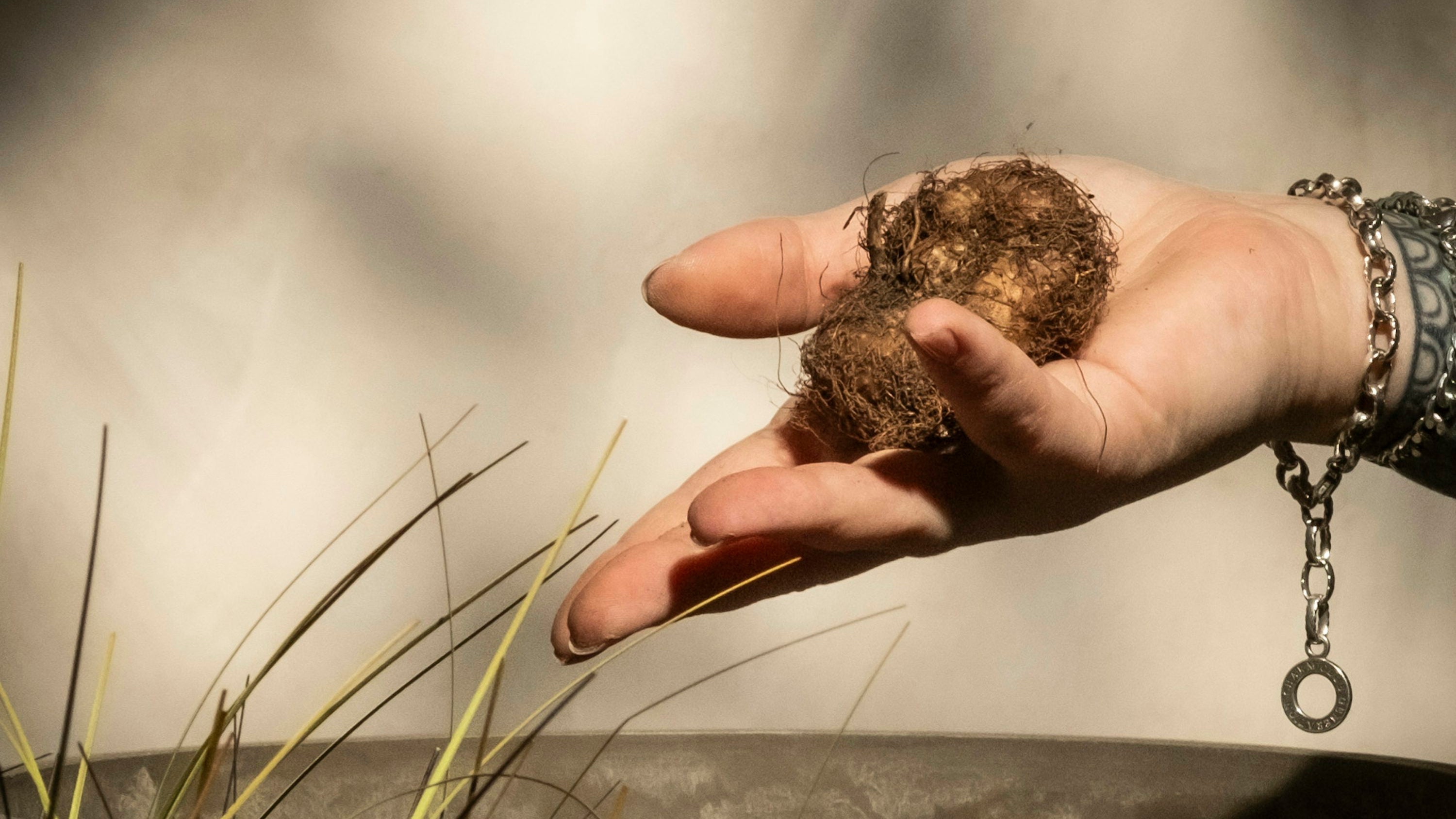 View details for Plant myths you don’t need to believe anymore Plant myths you don’t need to believe anymore