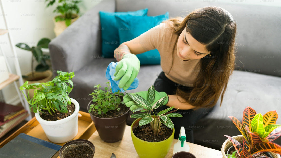 View details for Overwatering vs underwatering — how to spot the difference instantly Overwatering vs underwatering — how to spot the difference instantly