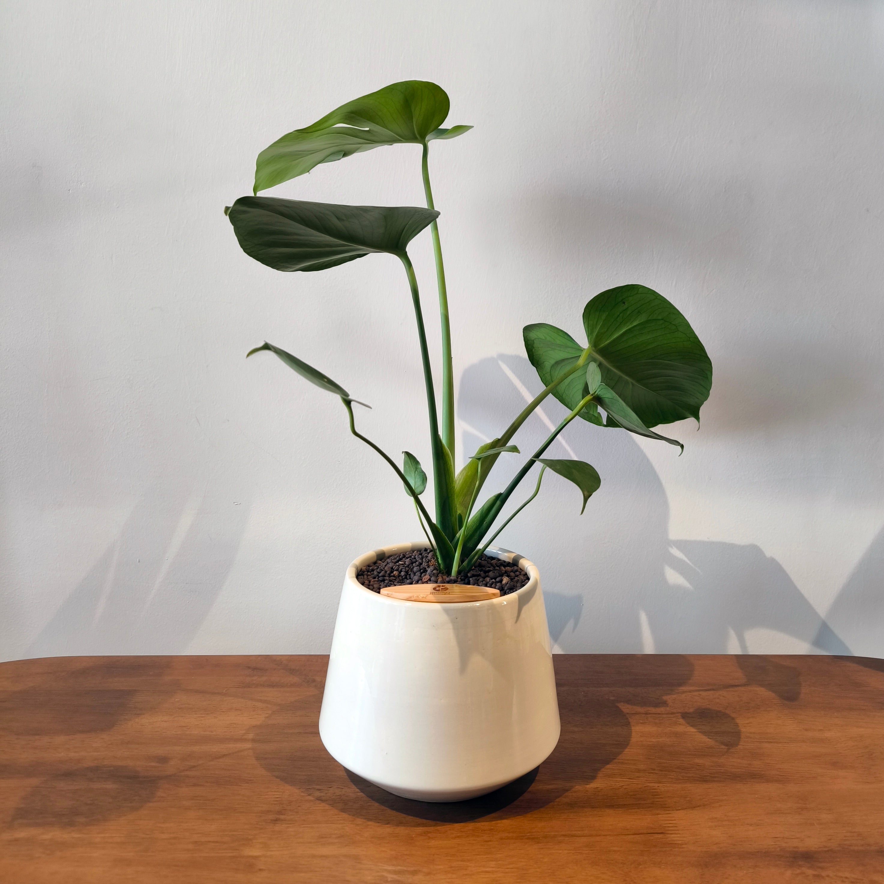 Monstera in Toto pot