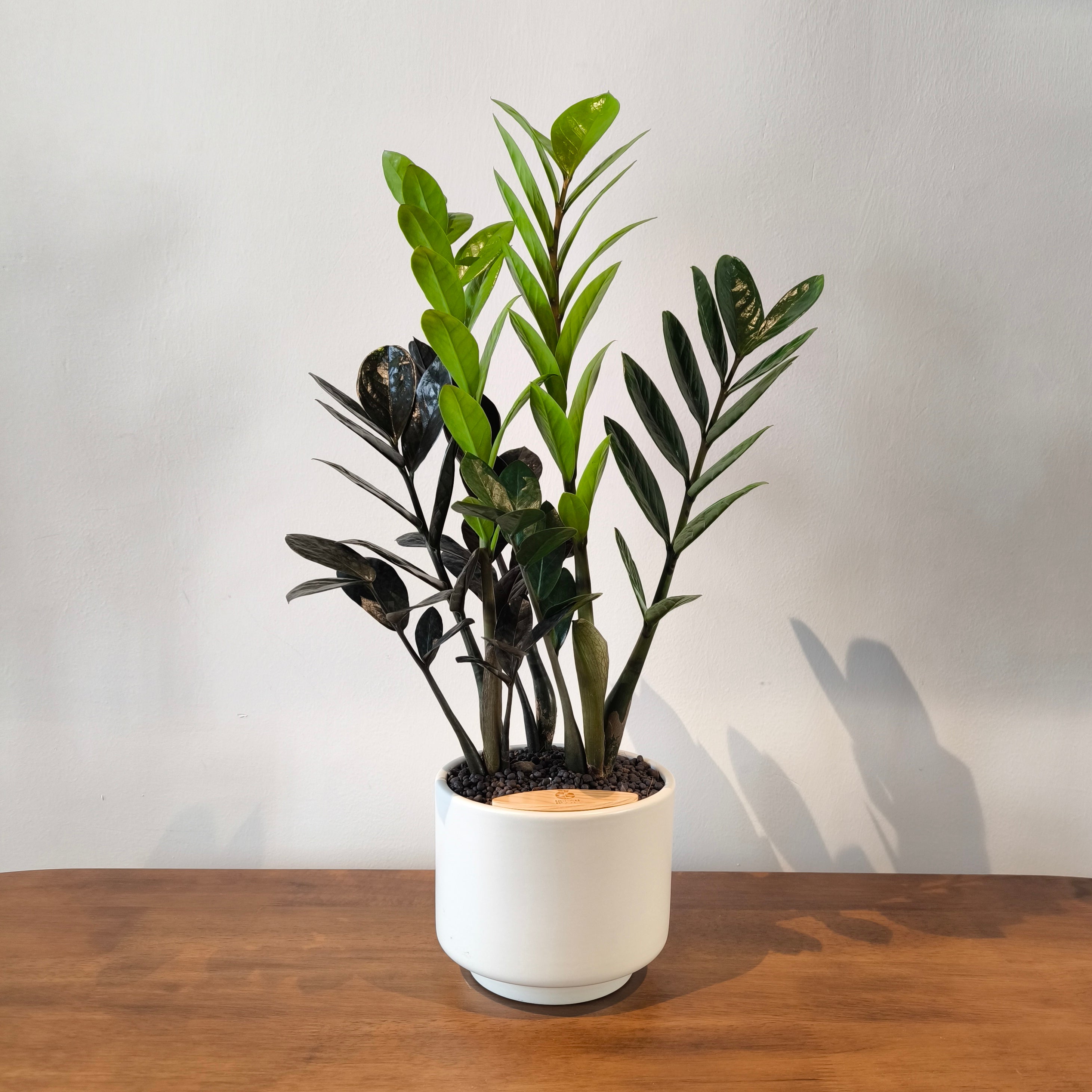 ZZ Plant in Haku pot