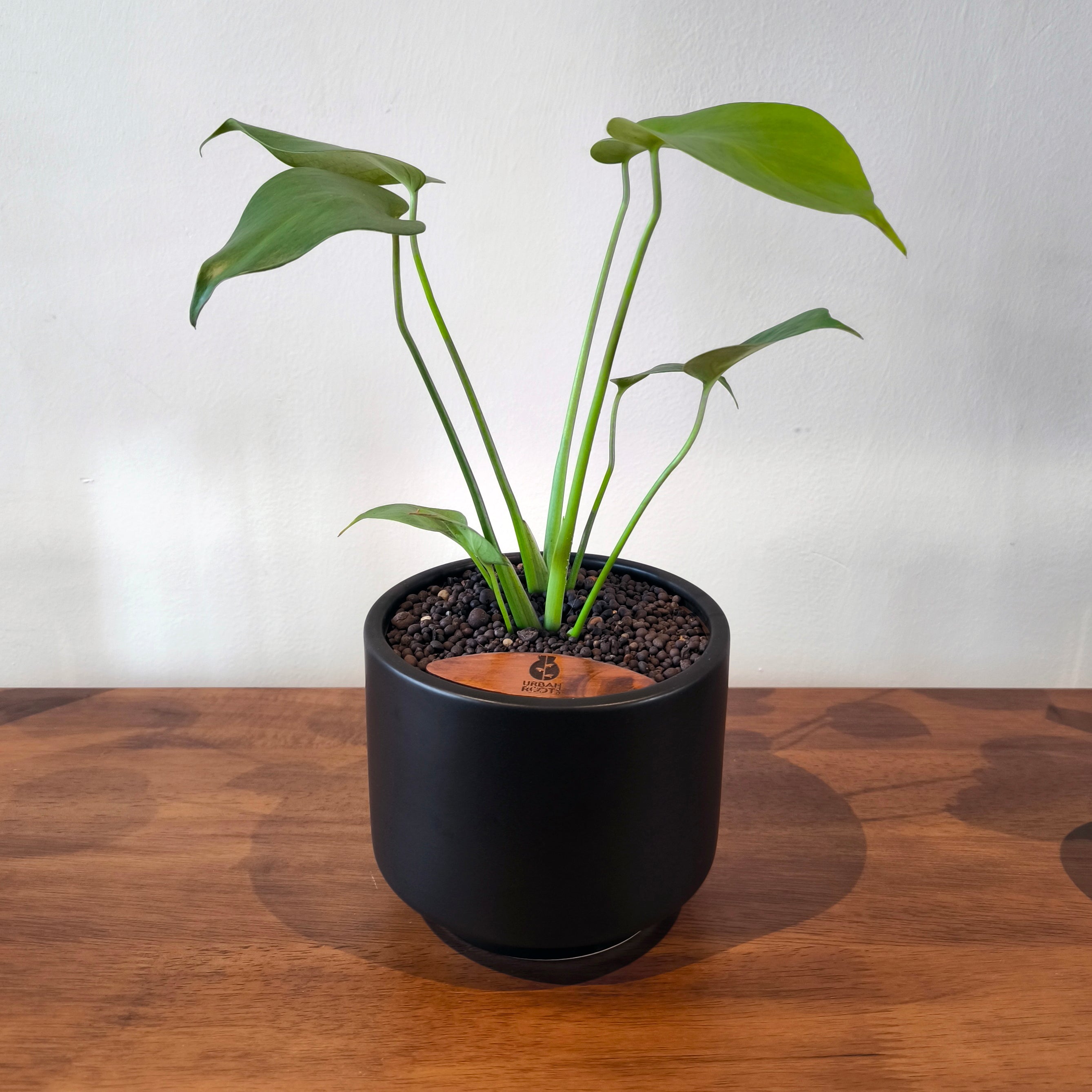 Monstera Plant in Haku pot