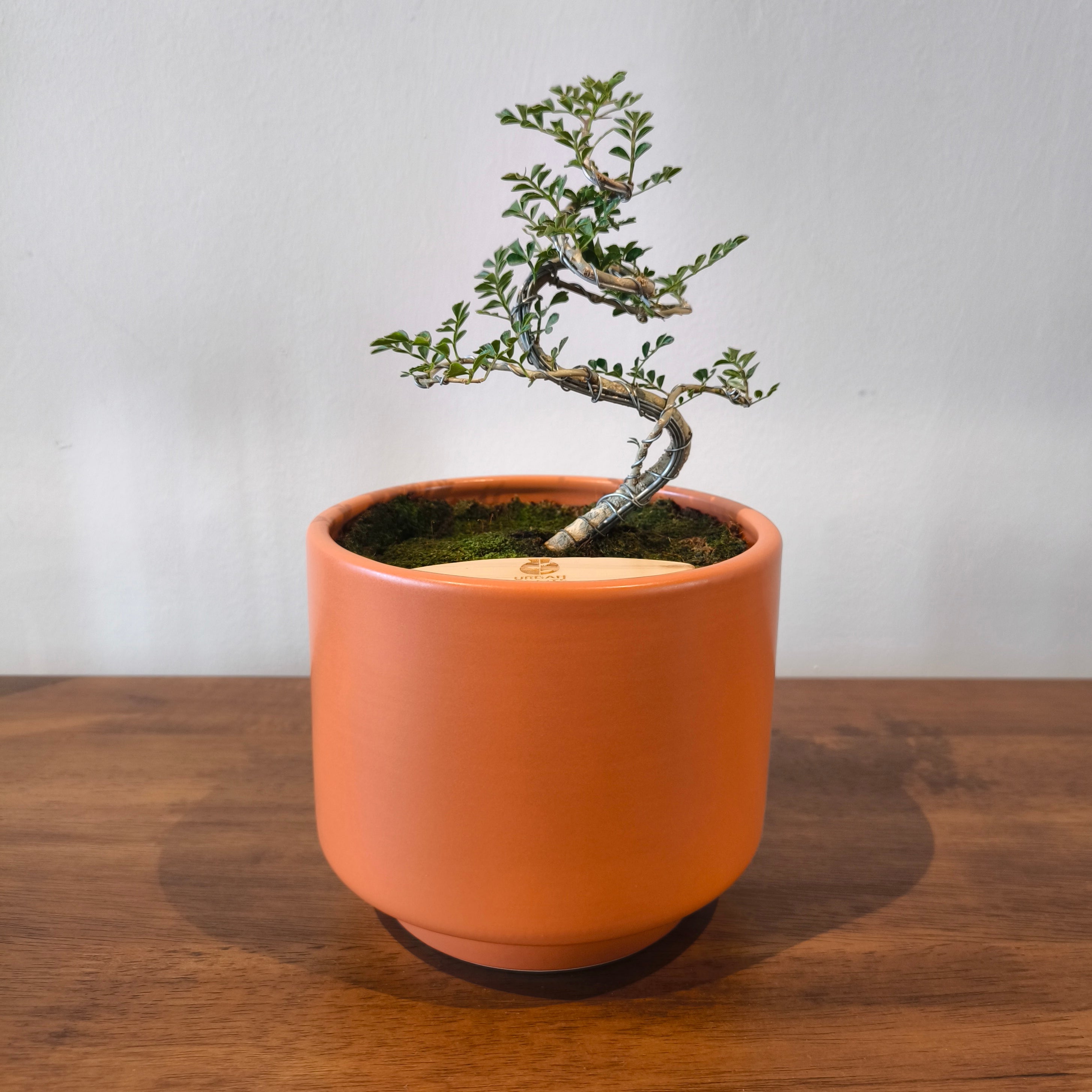 Bonsai in Haku pot