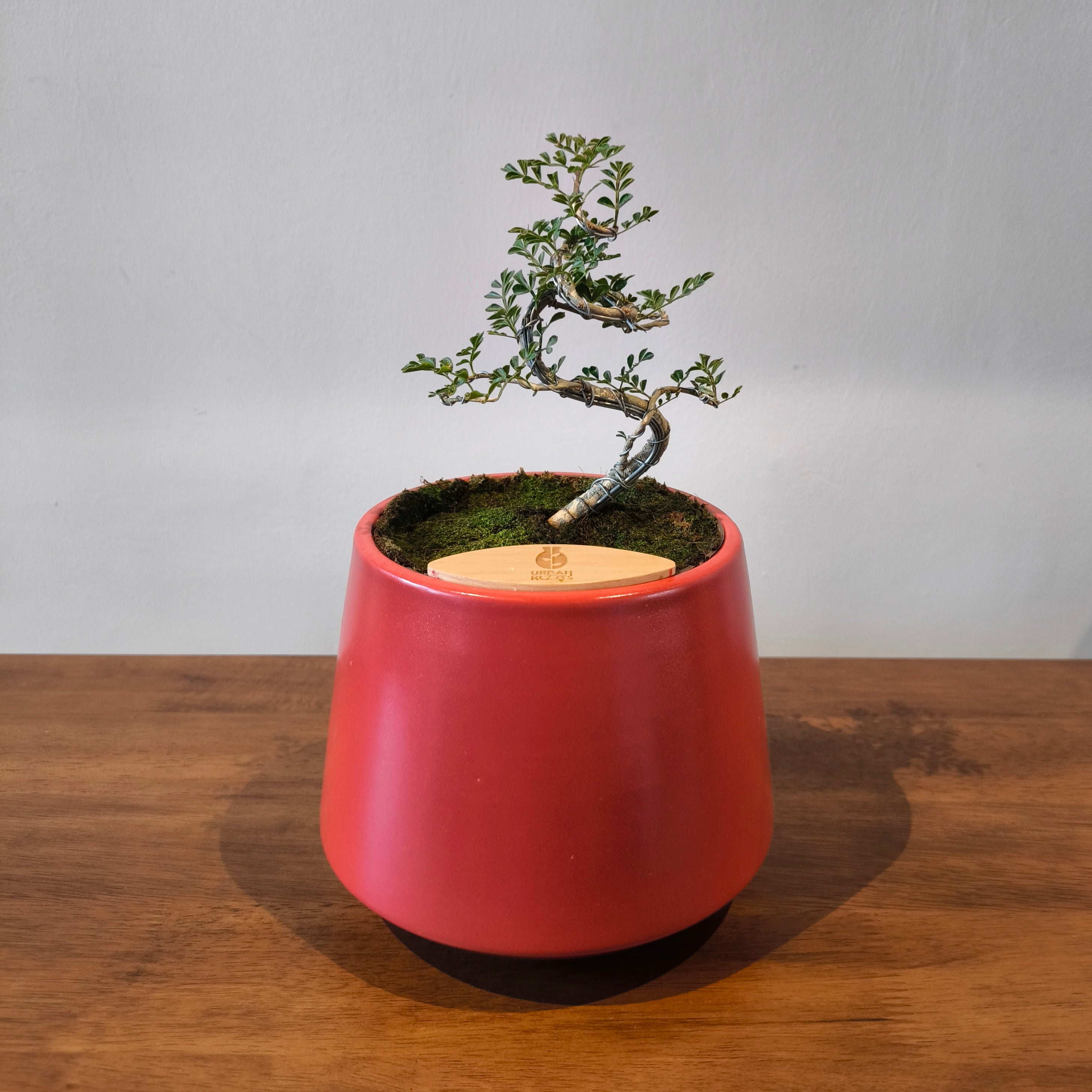 Bonsai in Toto pot