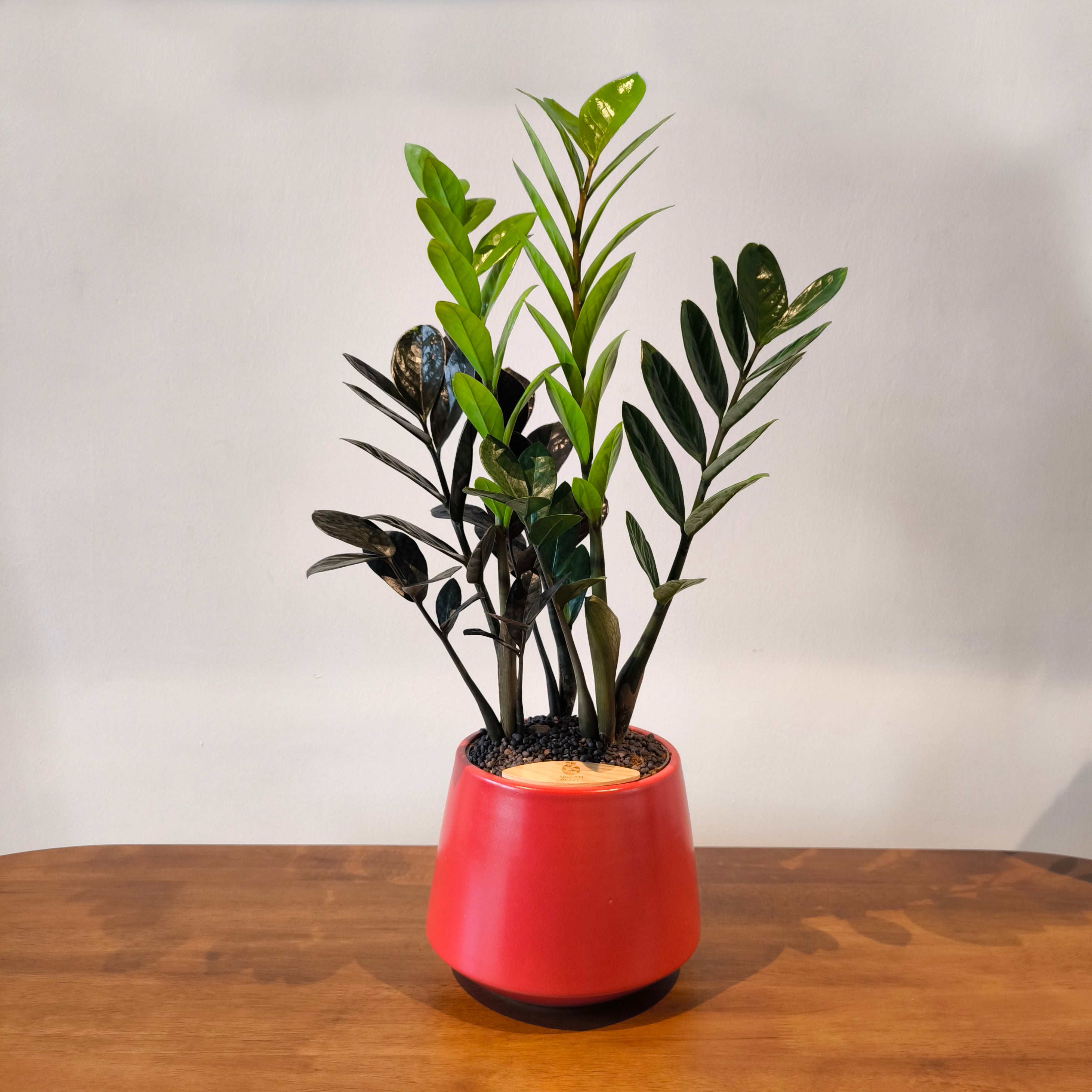 ZZ Plant in Toto pot