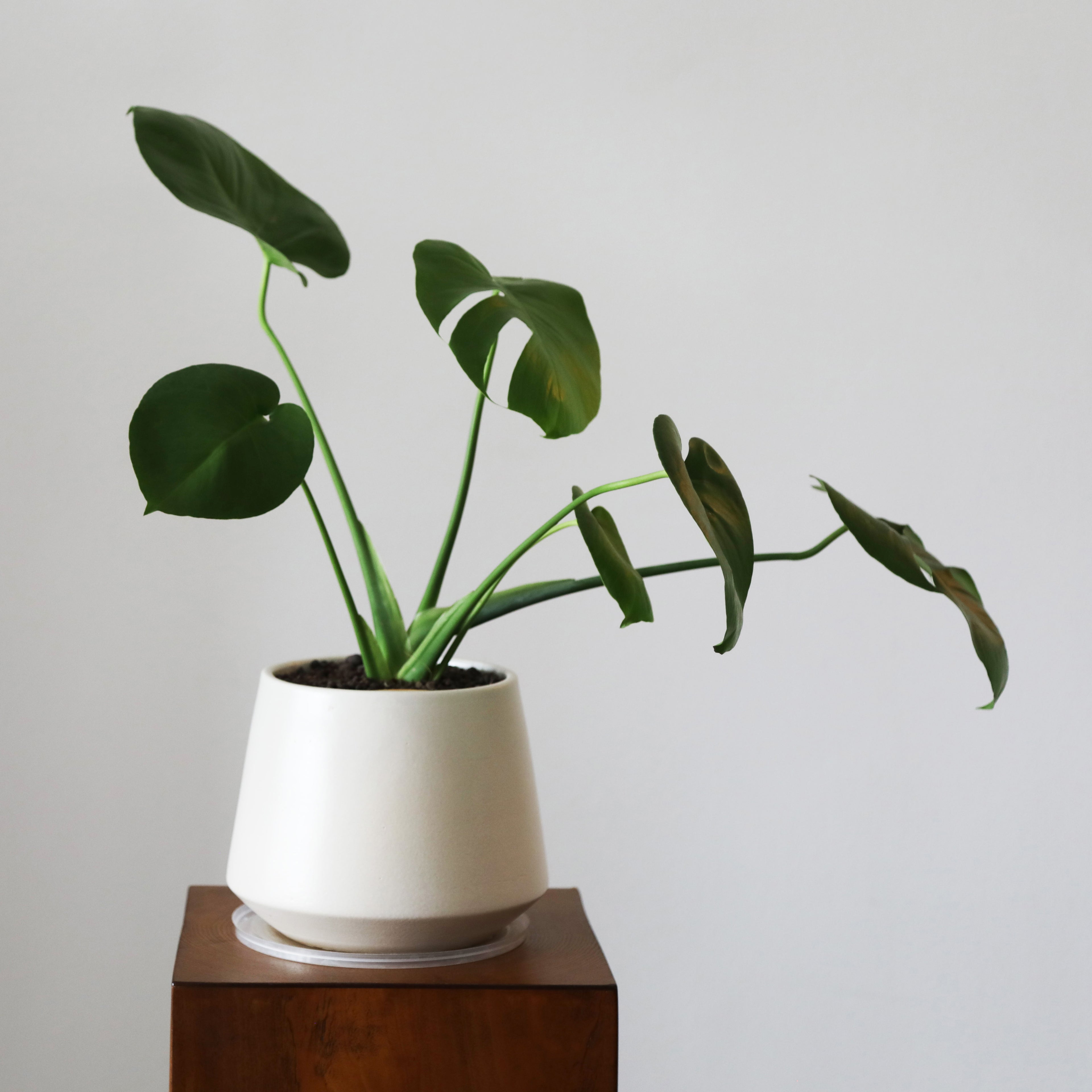 Monstera in Toto pot