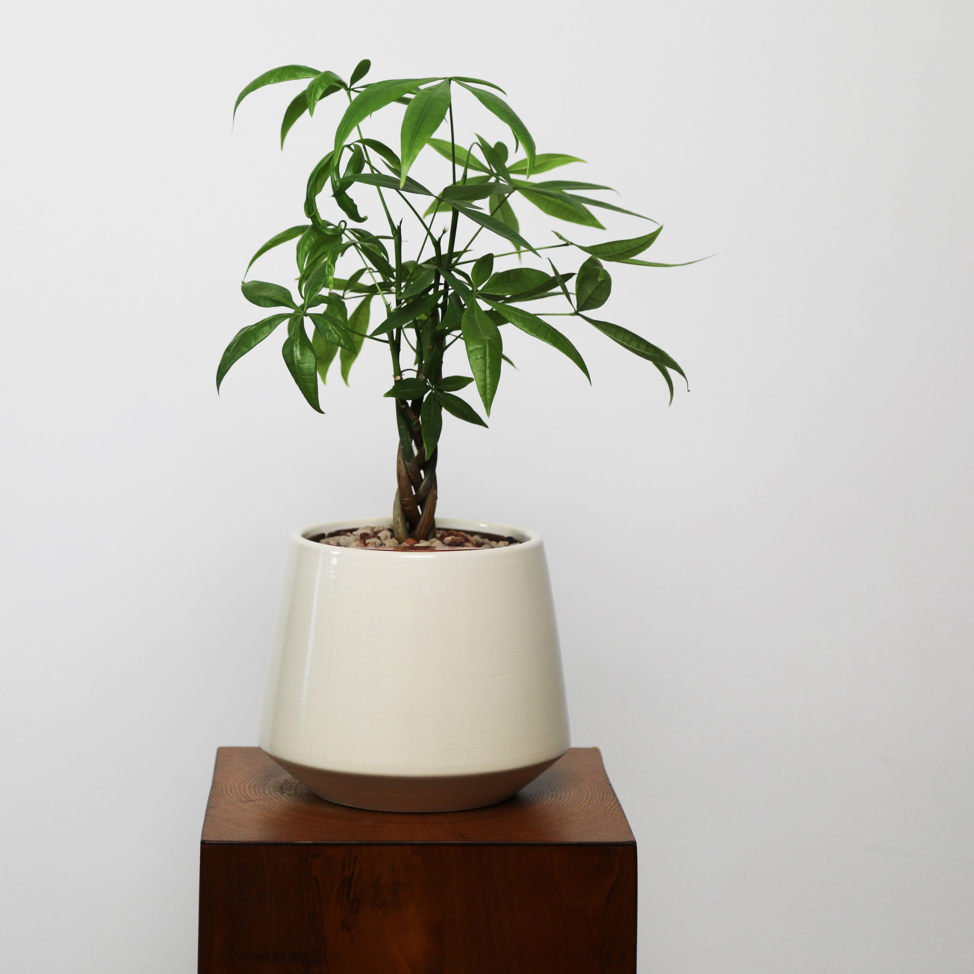 Money Tree in Toto pot (Pachira Aquatica)