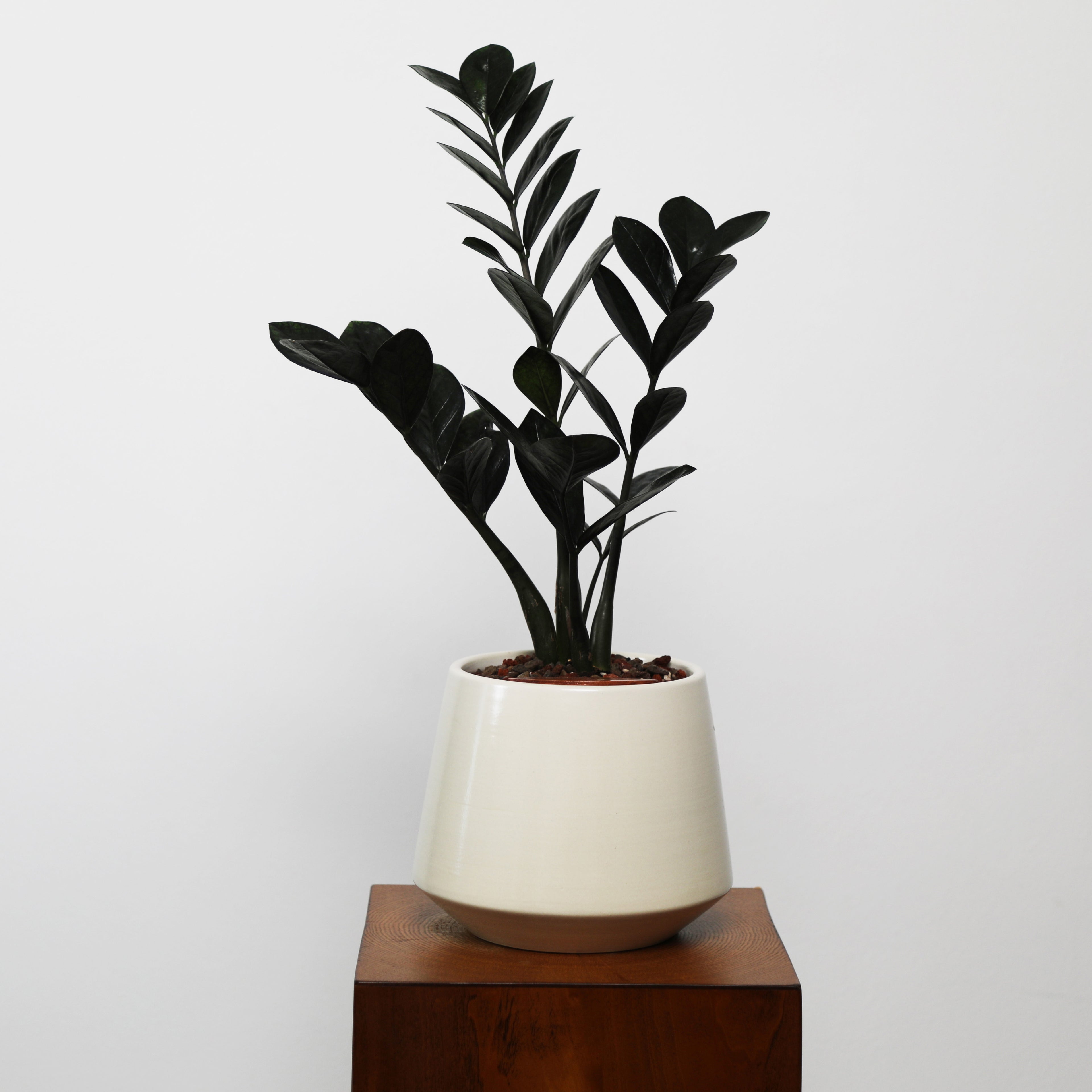 ZZ Plant in Toto pot