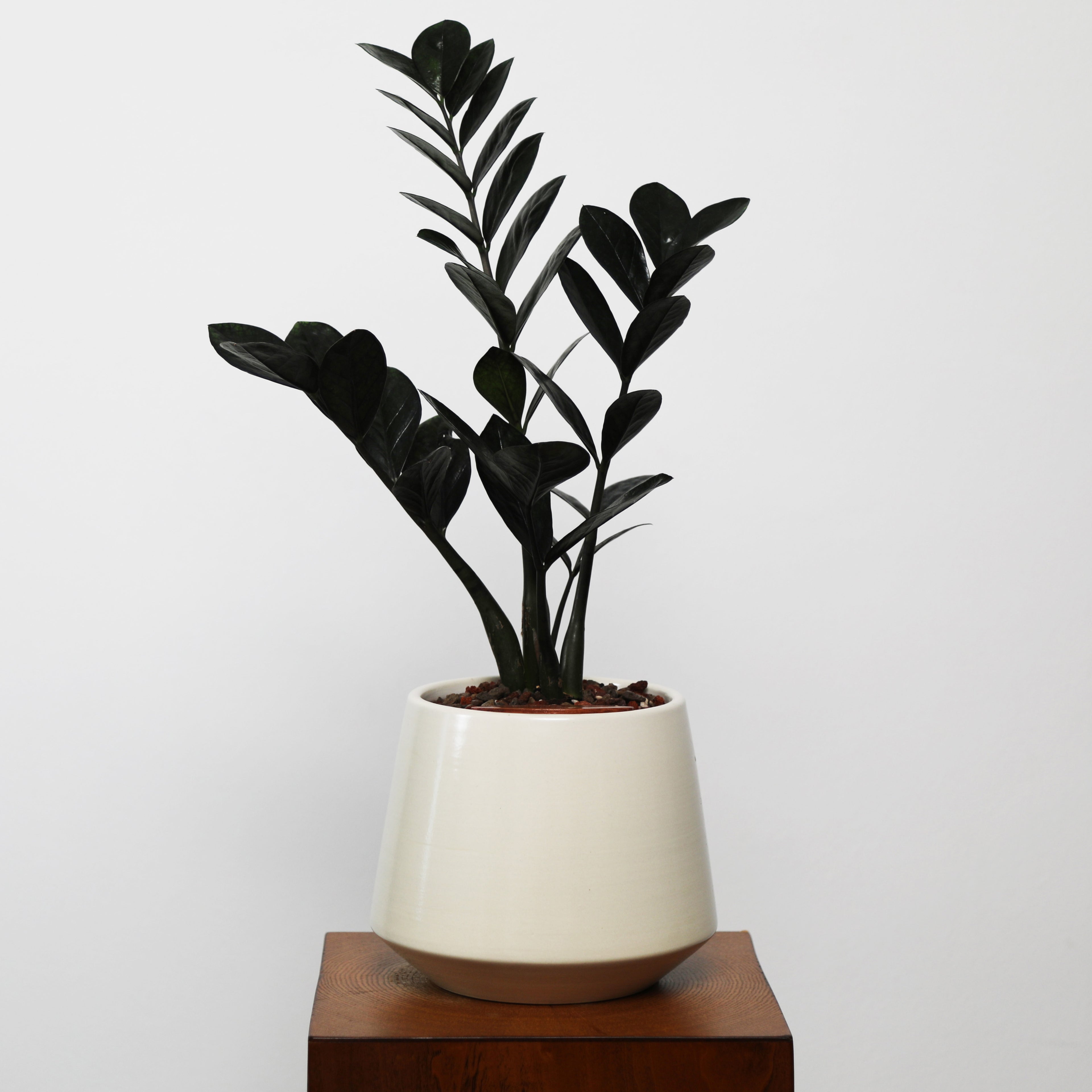ZZ Plant in Toto pot