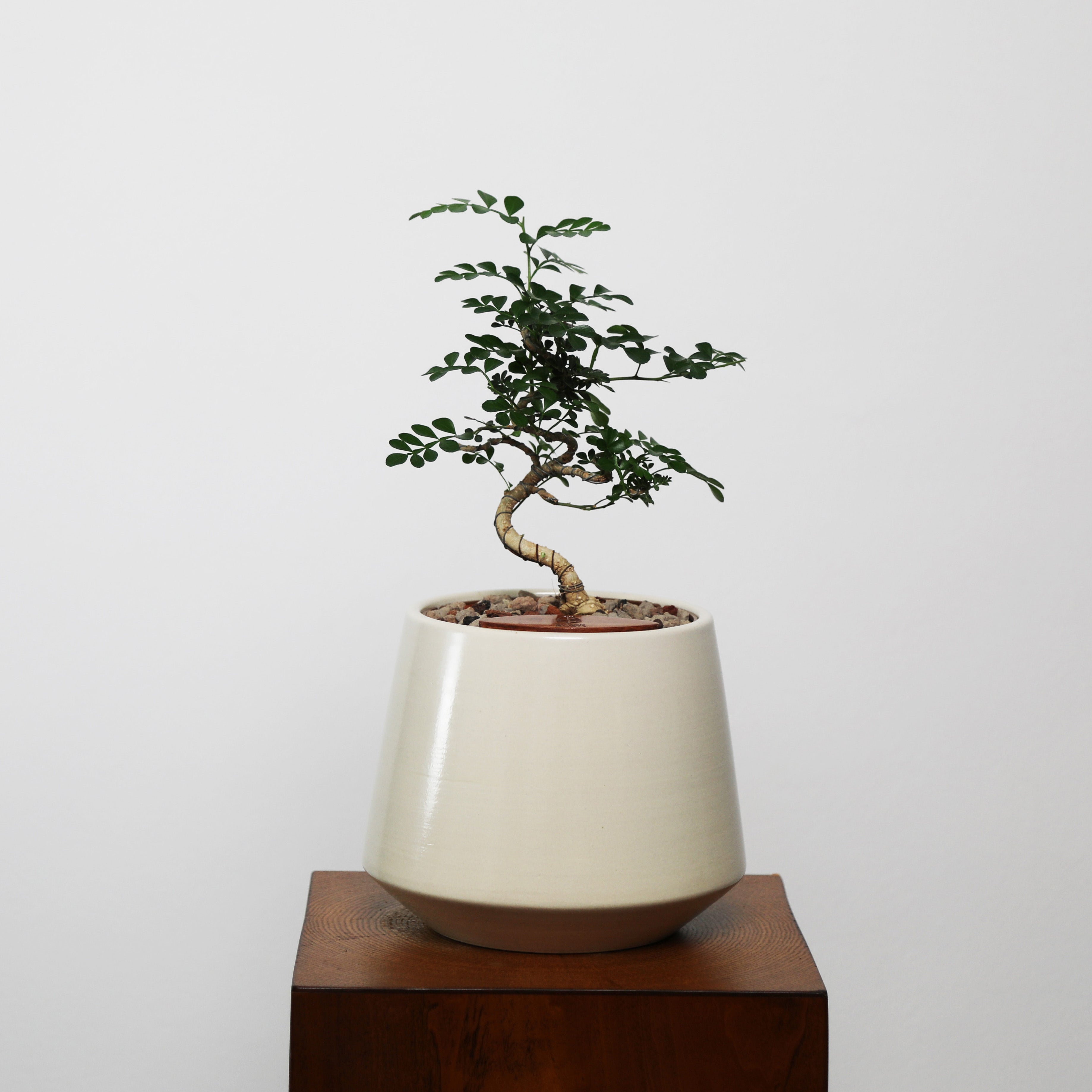 Bonsai in Toto pot (Feroniea Lucida Bonsai)