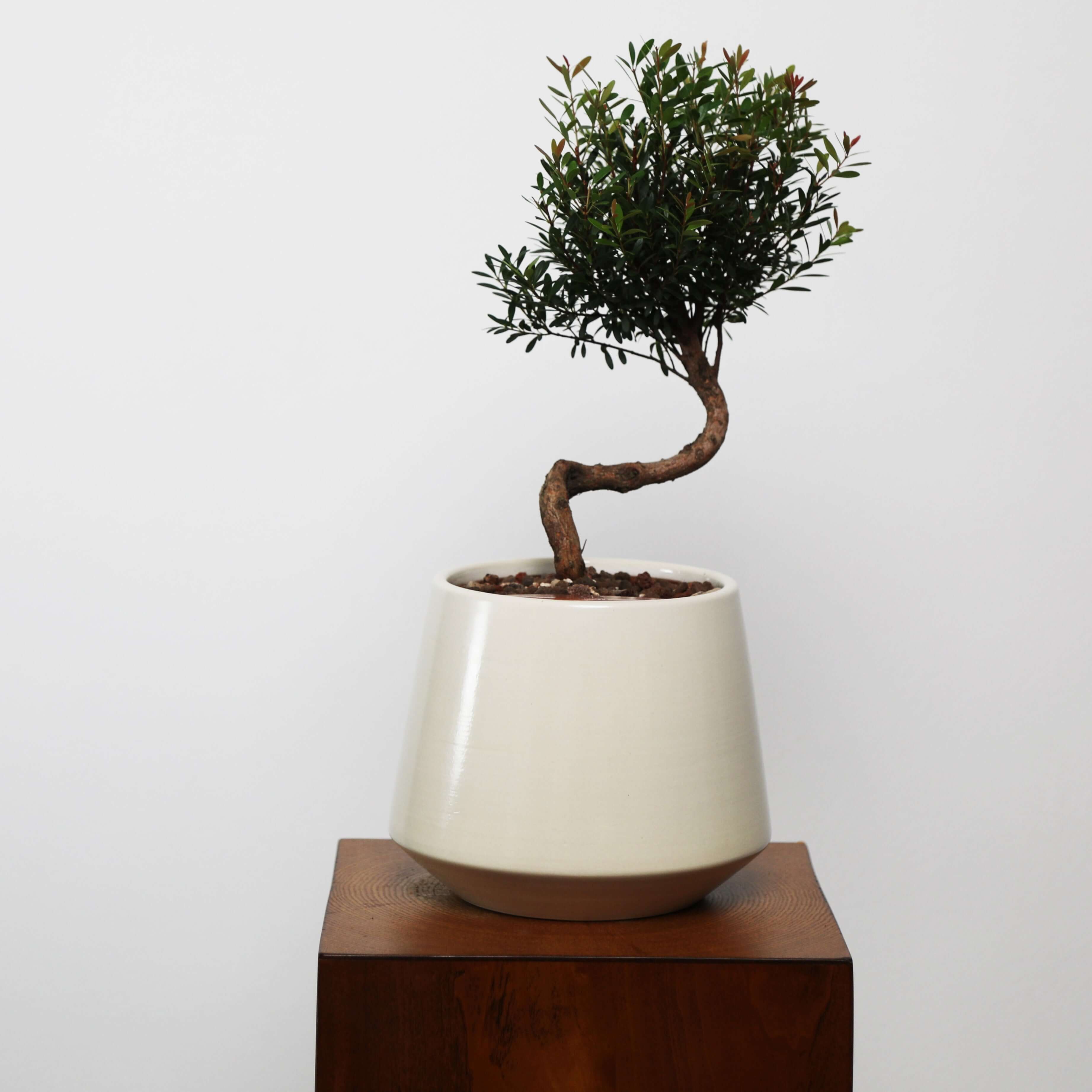 syzygium pani indoor plant Syzygium buxifolium Bonsai in Toto Self-Watering Pot
