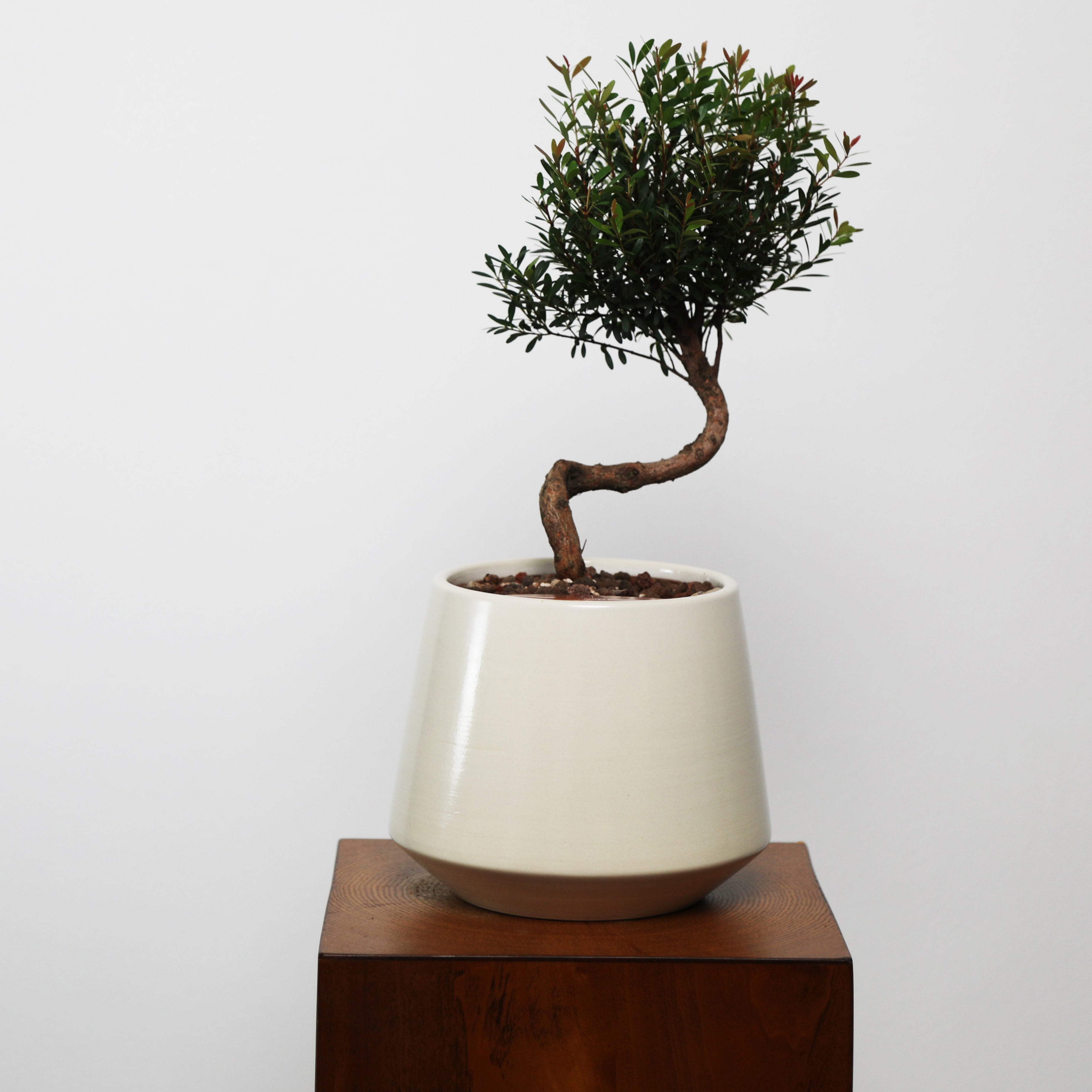 Bonsai in Toto pot (Syzygium buxifolium)