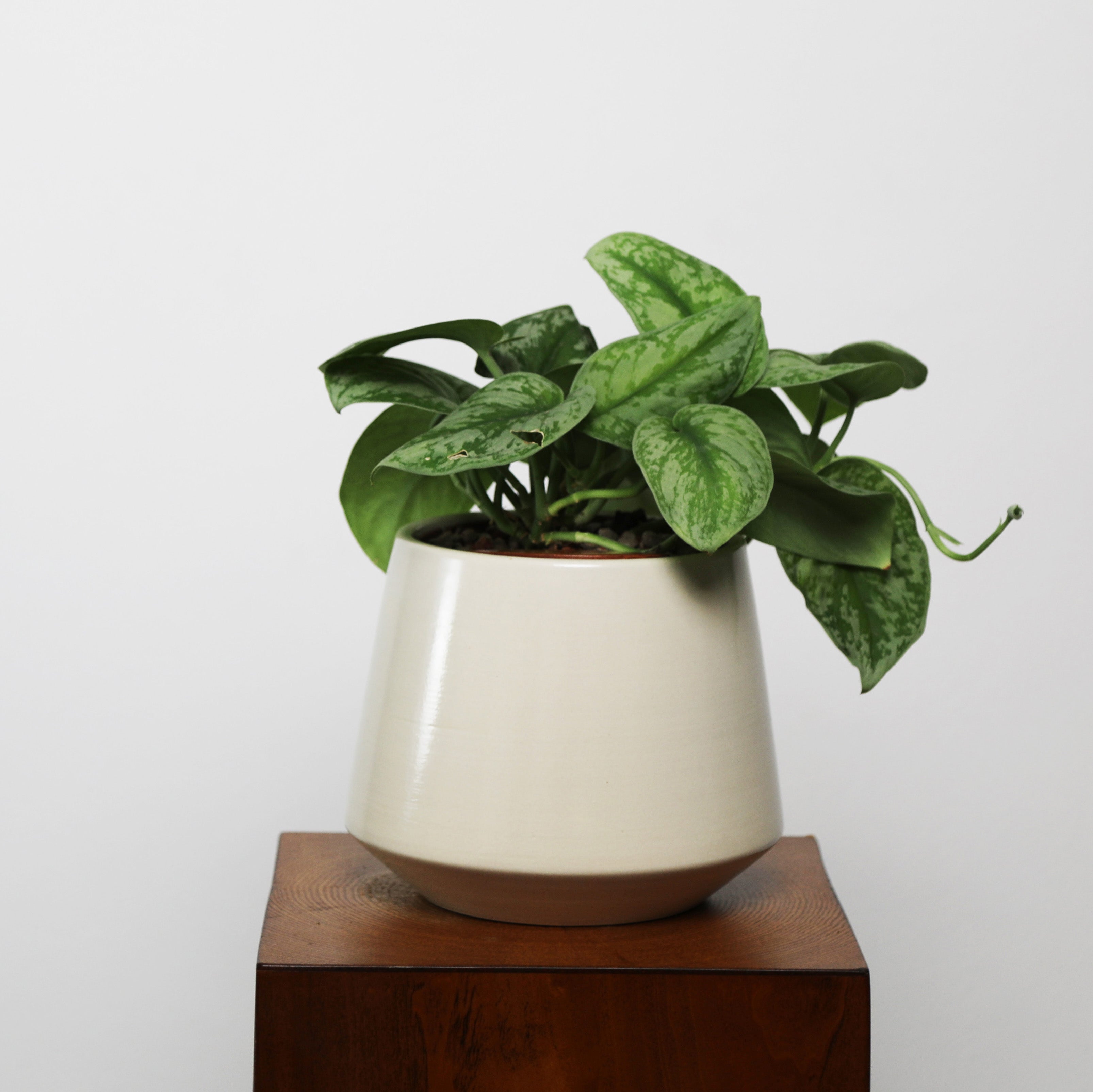 Satin Pothos in Toto pot (Scindapsus Pictus ‘Exotica’)