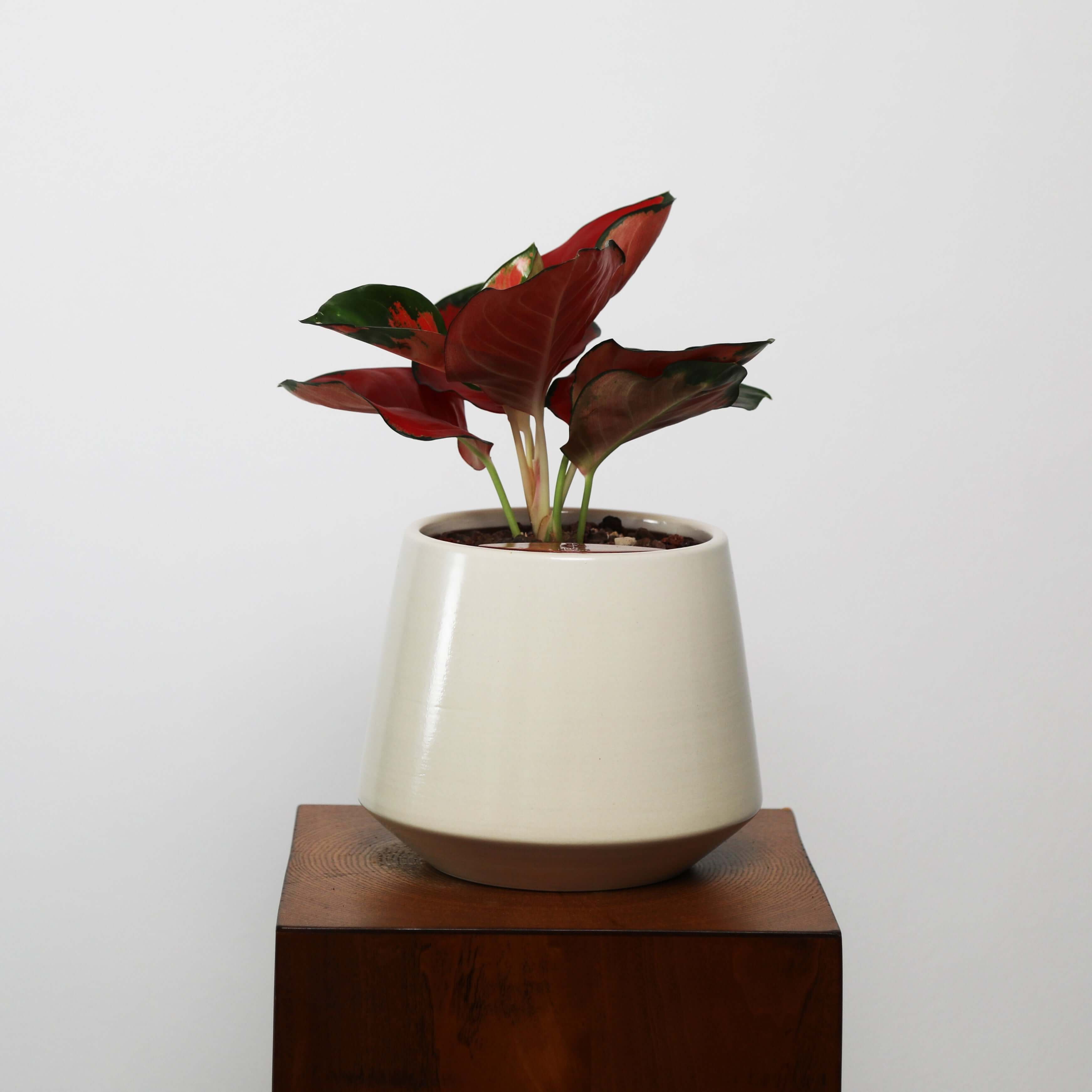 Aglaonema in Toto pot