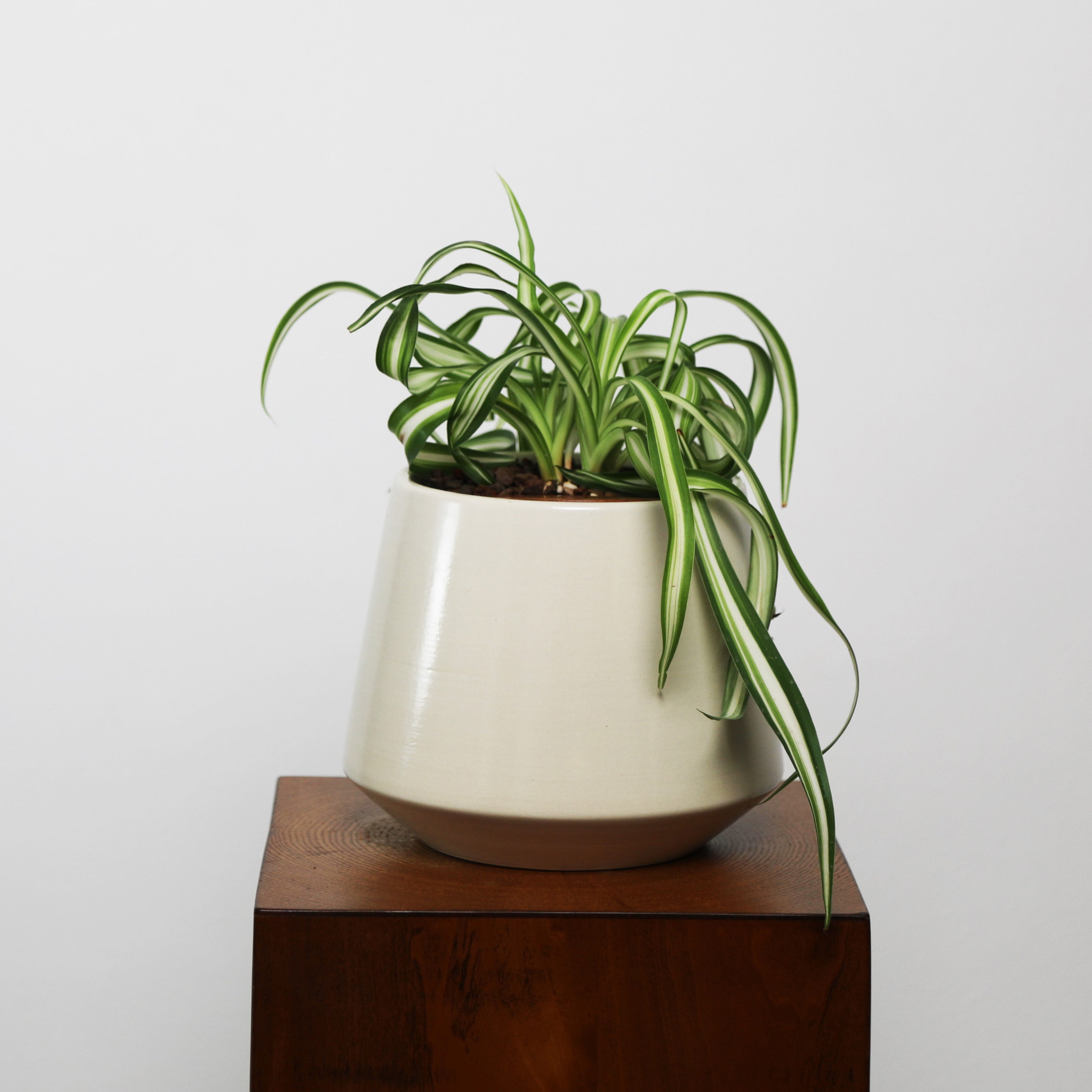 Bonnie Spider Plant in Toto pot (Chlorophytum comosum)