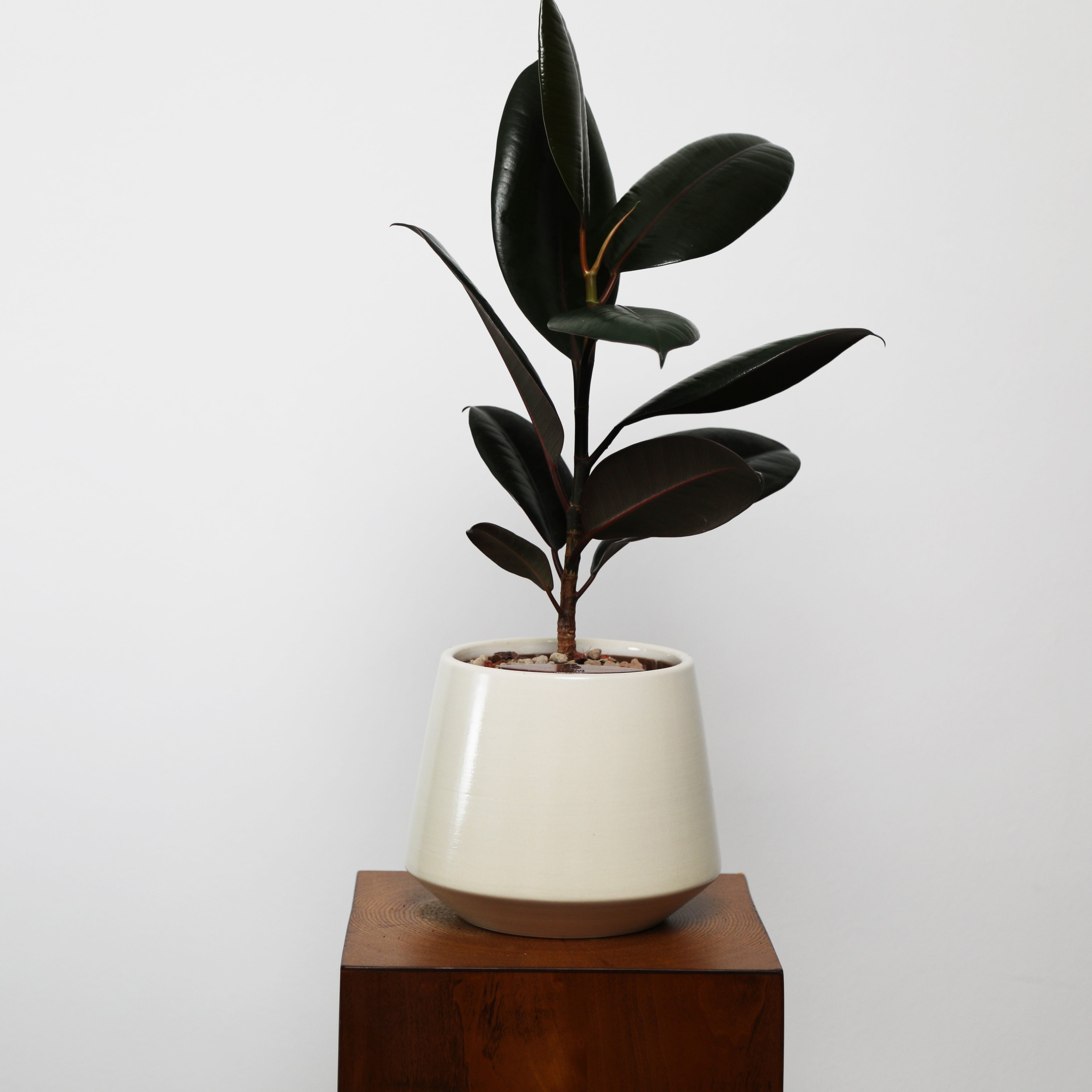 Rubber Fig in Toto pot (Ficus Elastica)