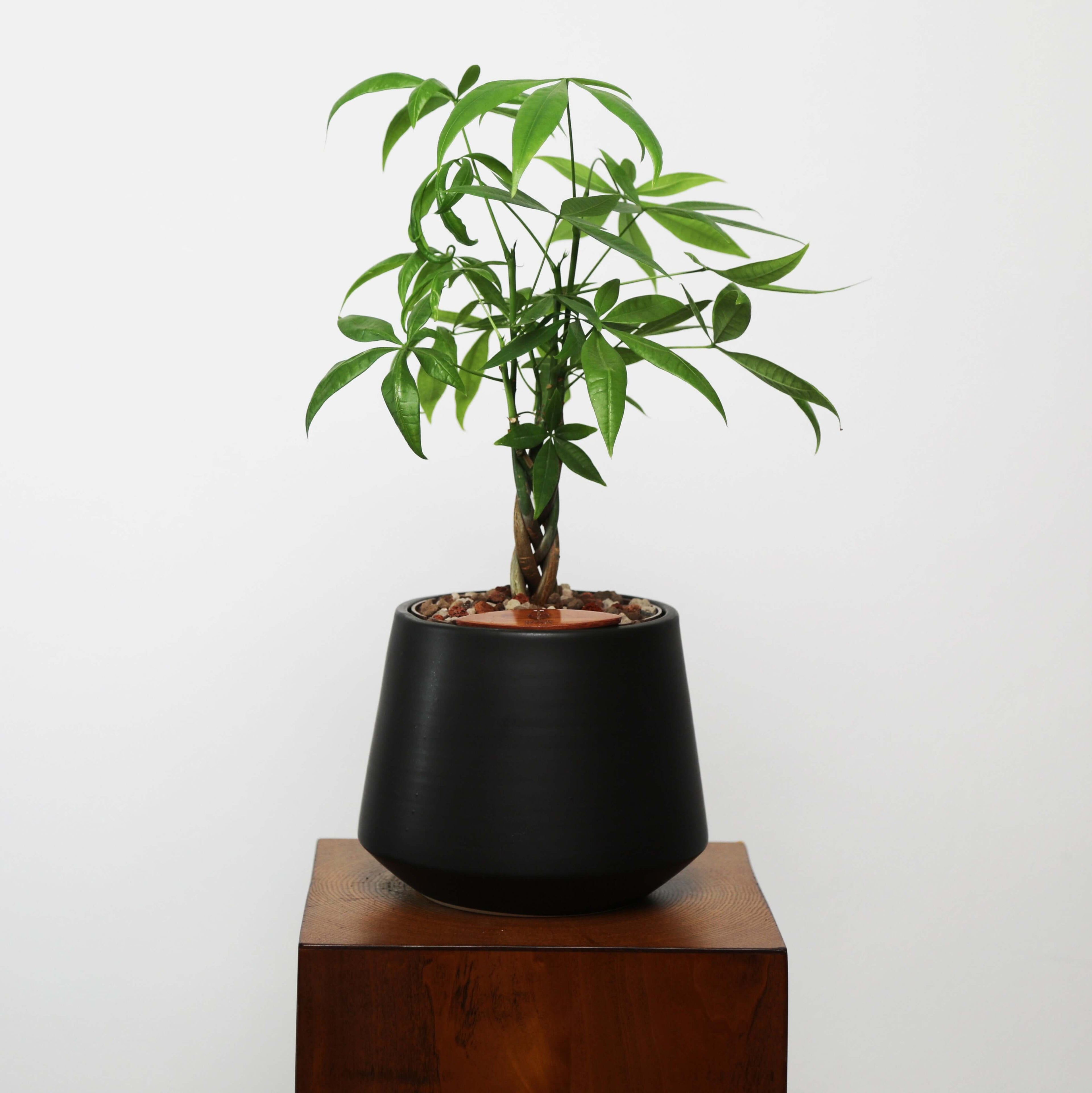 Money Tree in Toto pot (Pachira Aquatica)