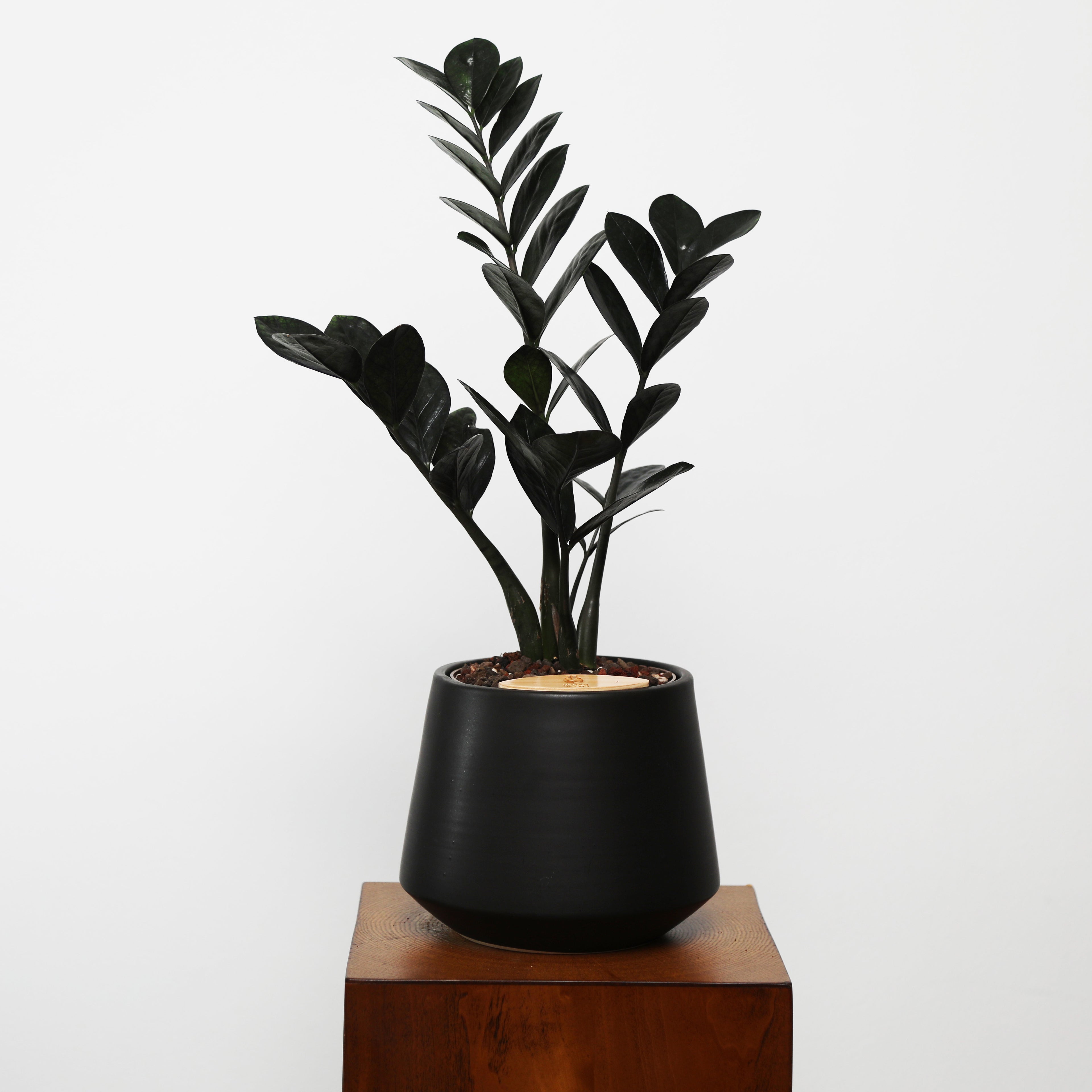 ZZ Plant in Toto pot