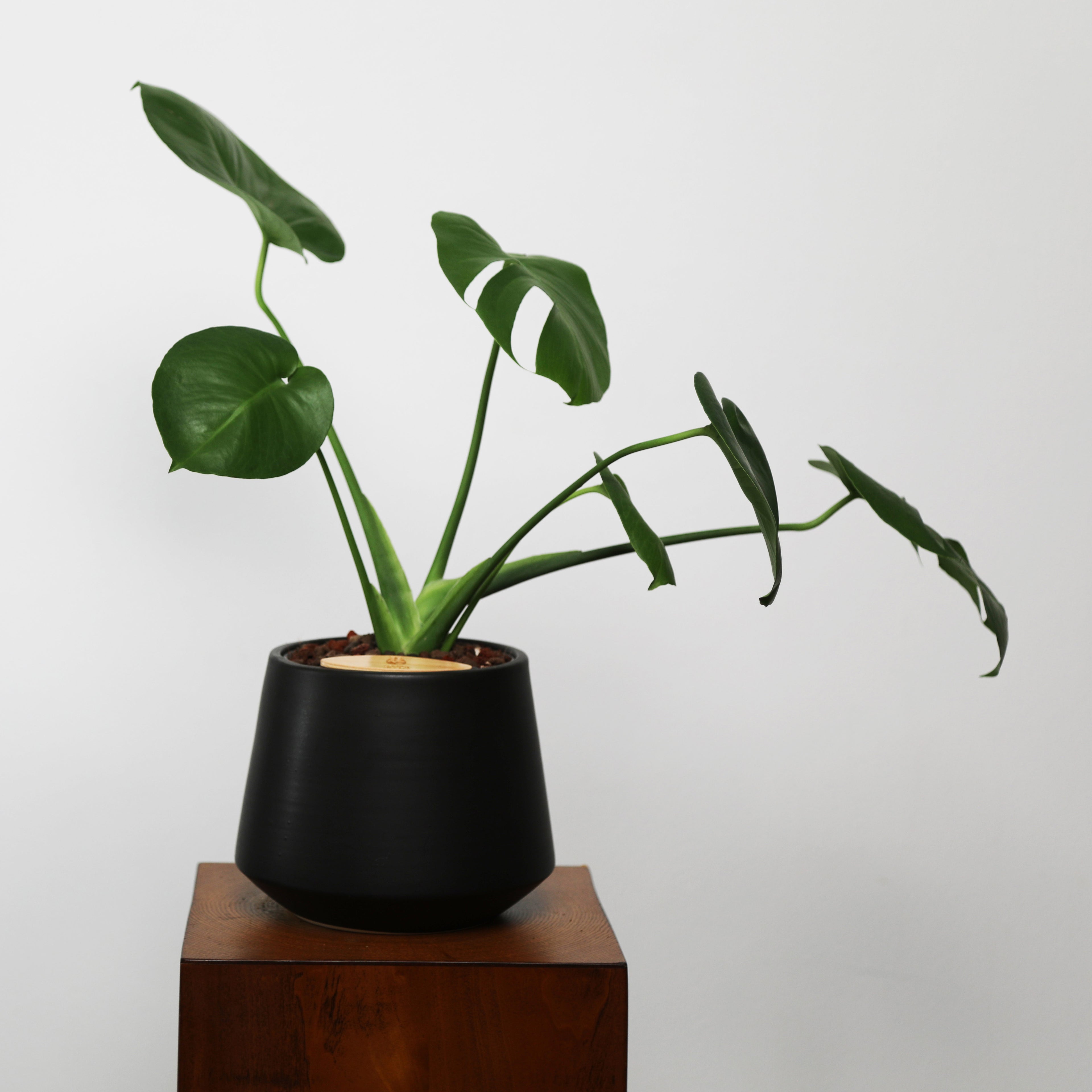 Monstera in Toto pot