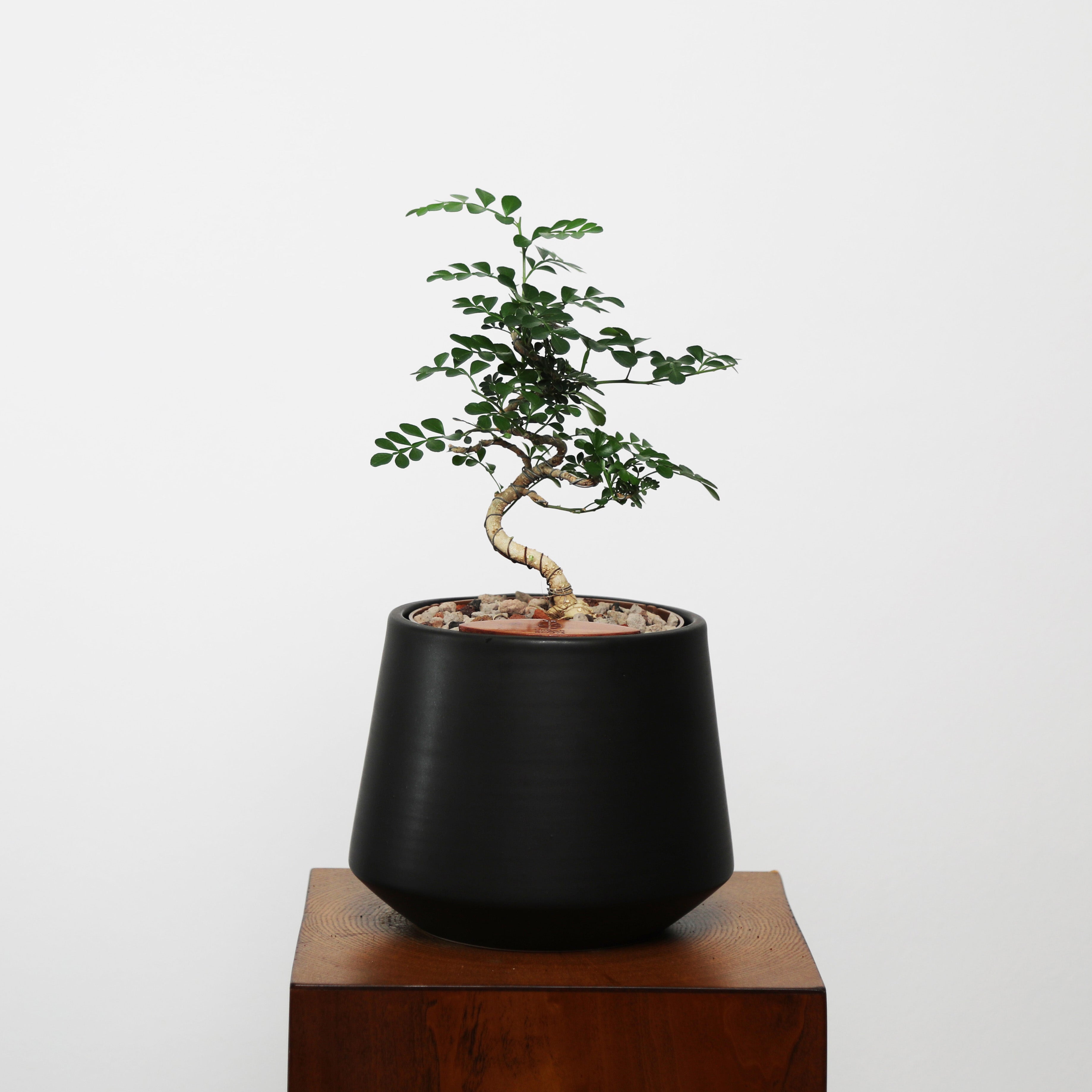 Bonsai in Toto pot (Feroniea Lucida Bonsai)
