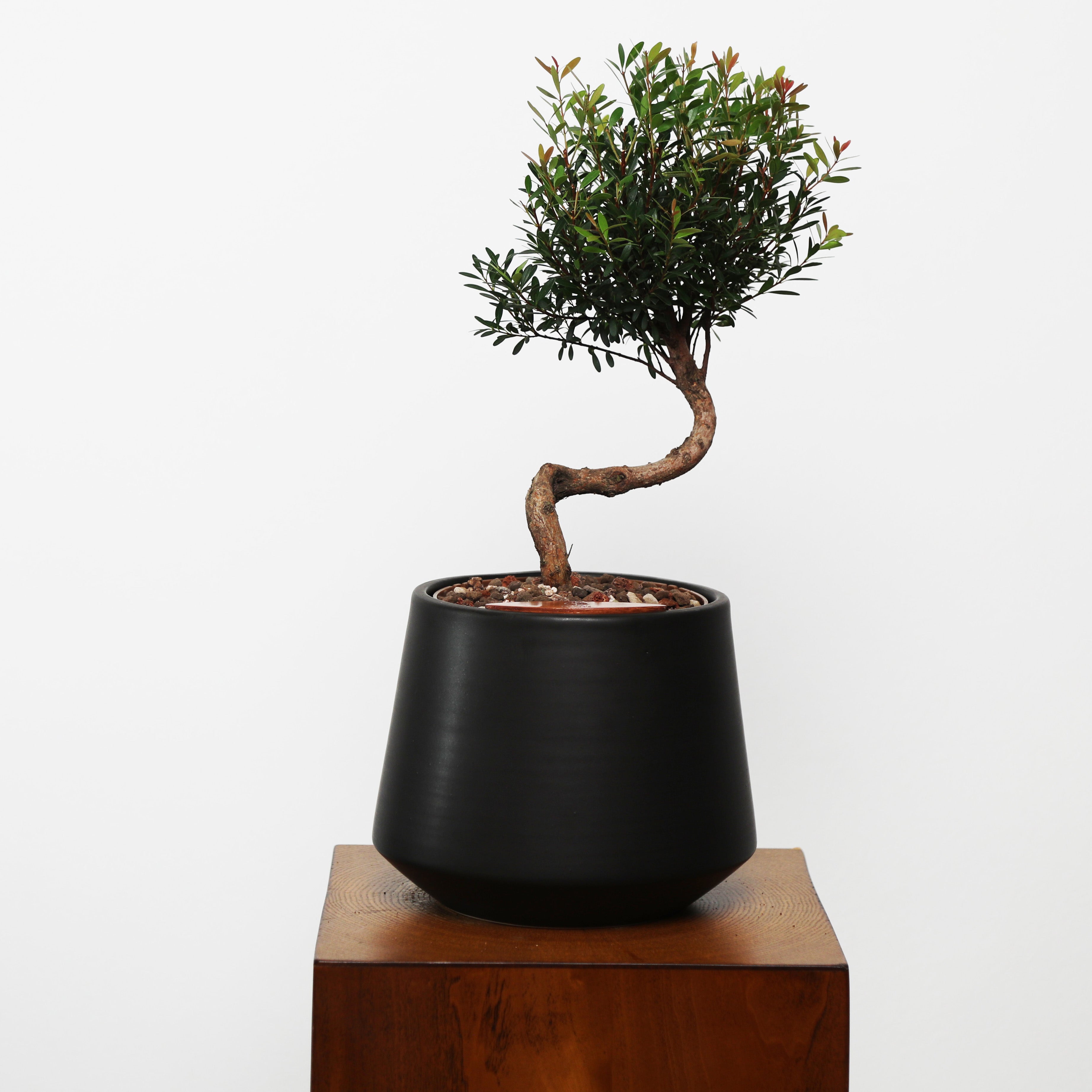 Bonsai in Toto pot (Syzygium buxifolium)