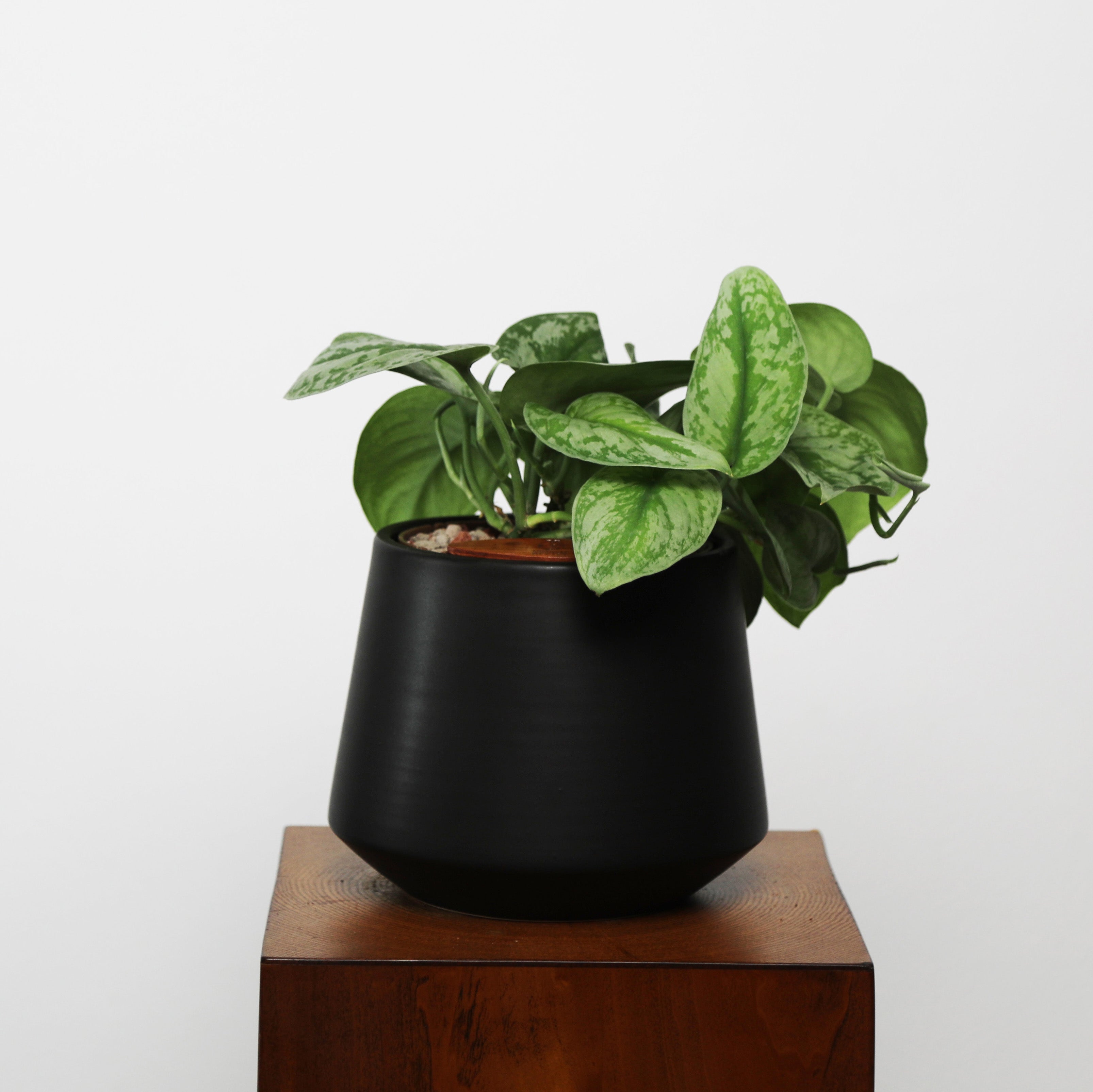 Satin Pothos in Toto pot (Scindapsus Pictus ‘Exotica’)
