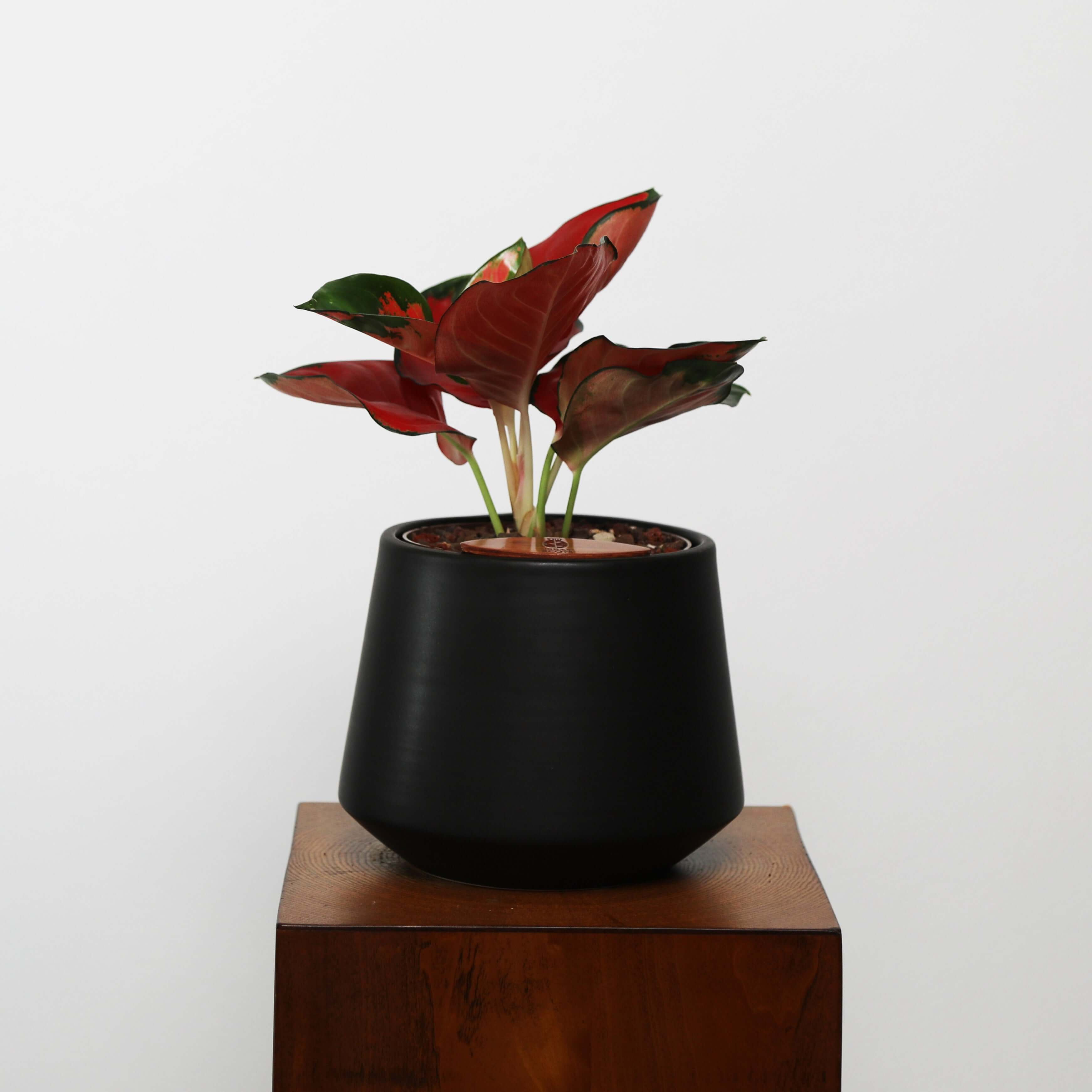 Aglaonema in Toto pot