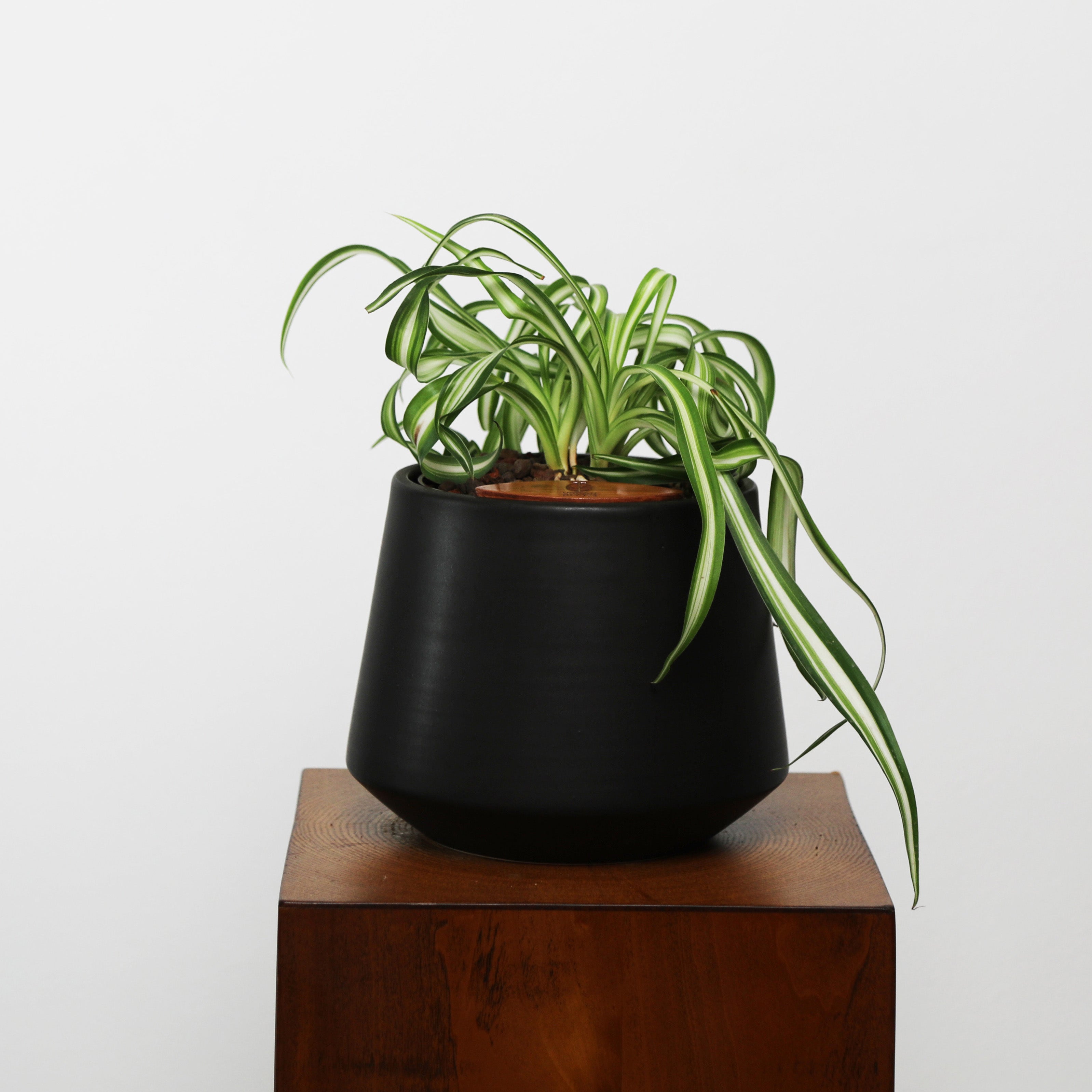 Bonnie Spider Plant in Toto pot (Chlorophytum comosum)