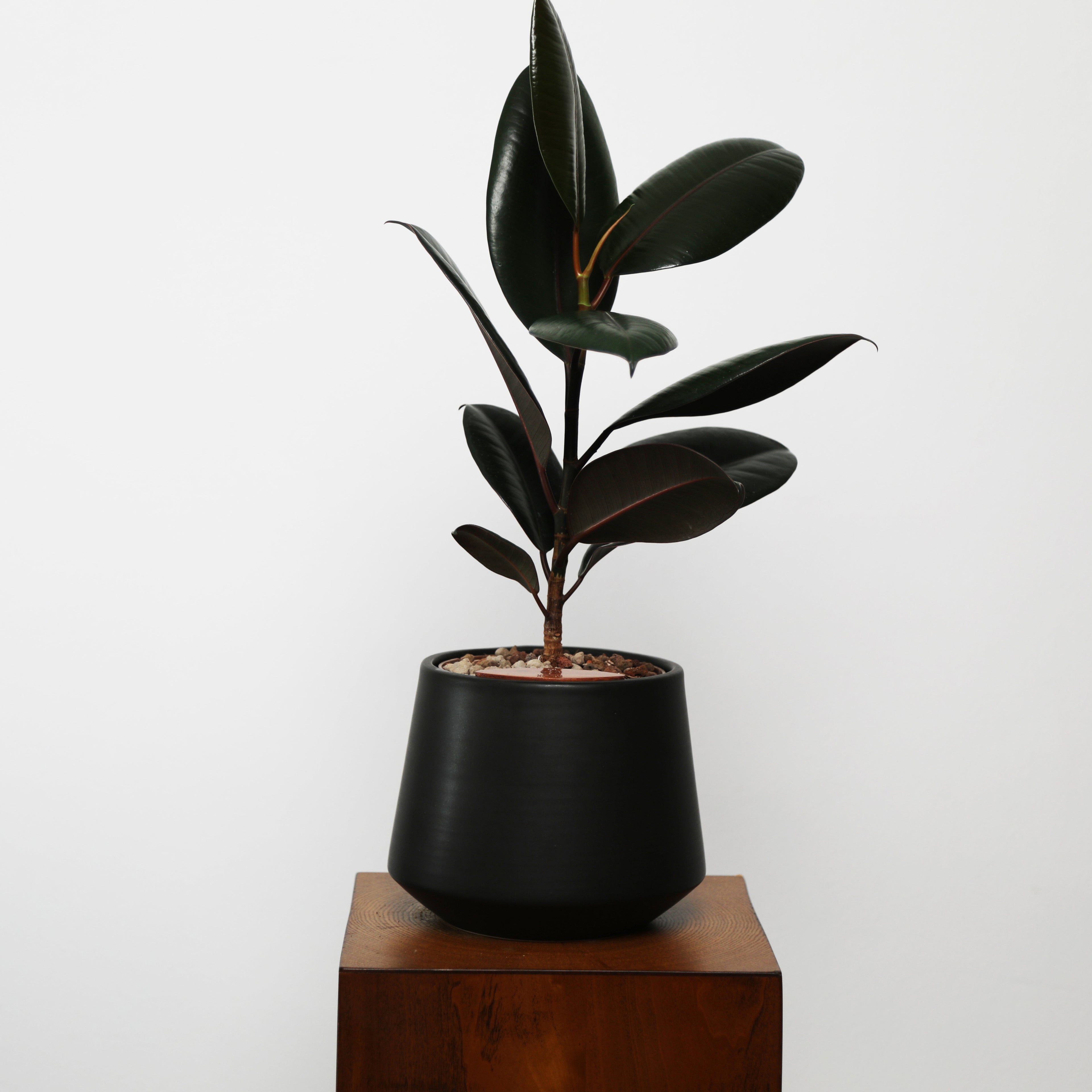 Rubber Fig in Toto pot (Ficus Elastica)