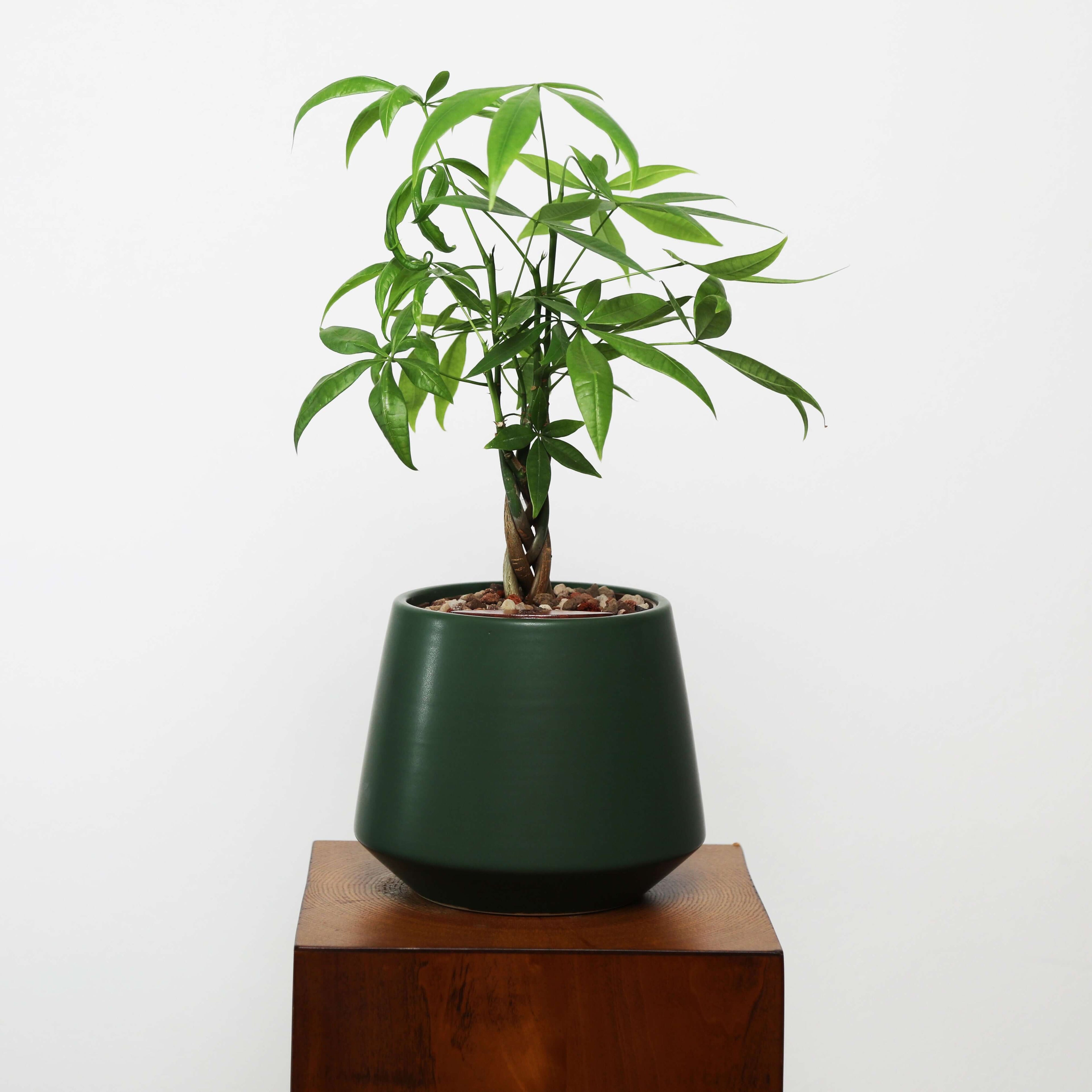 Money Tree in Toto pot (Pachira Aquatica)