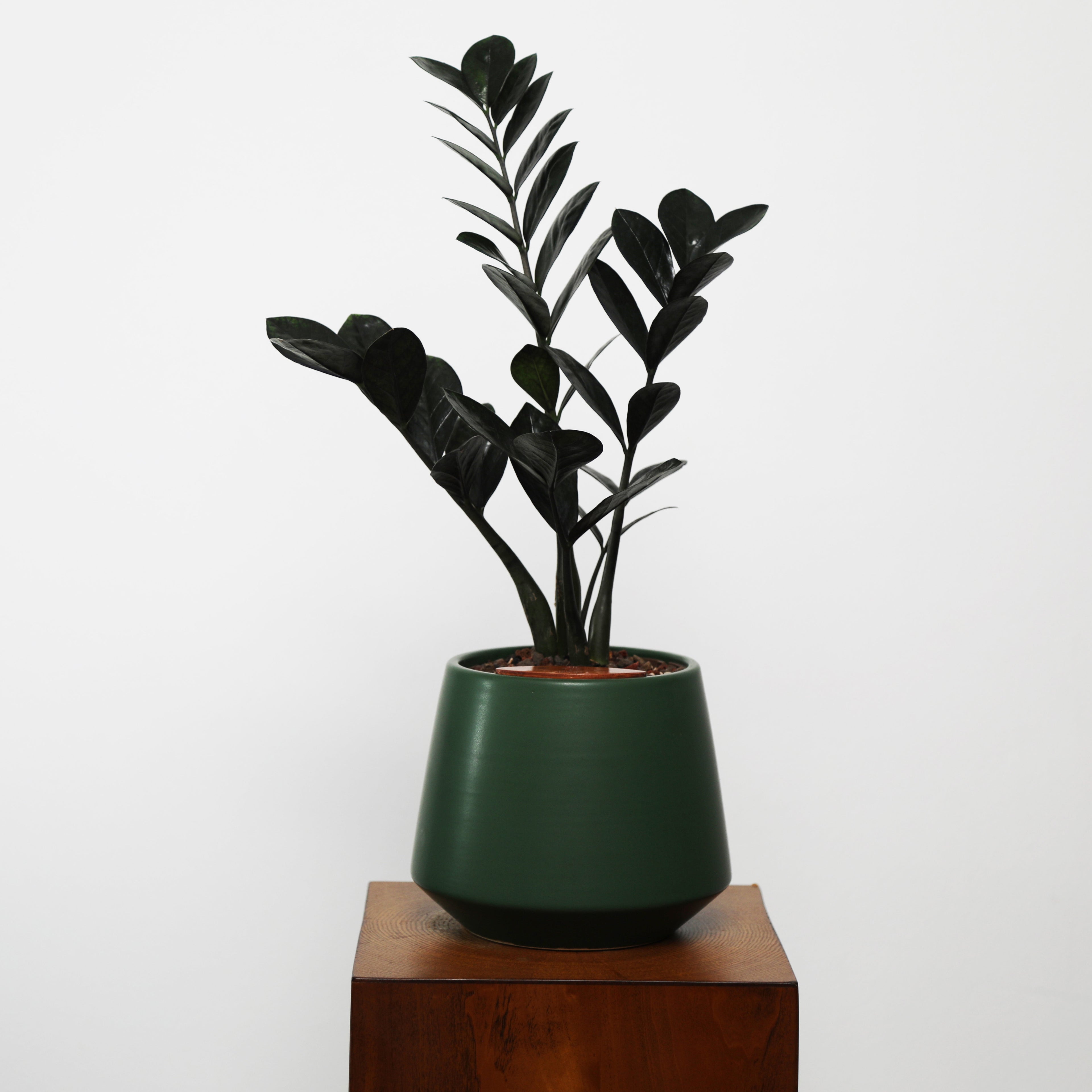 ZZ Plant in Toto pot