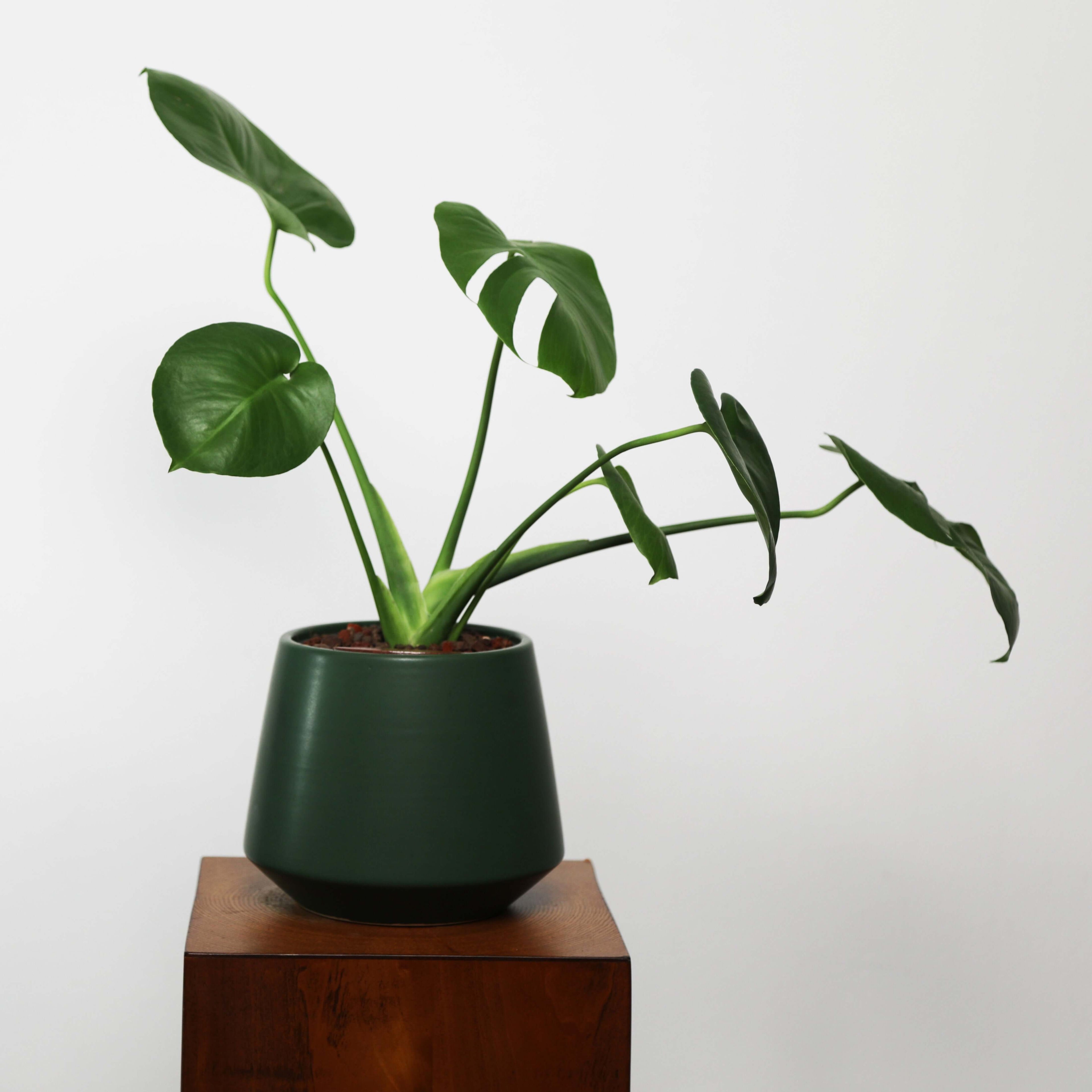 citrus plants in pots Meyer Lemon Tree | Meyer Lemon Tree for Sale
