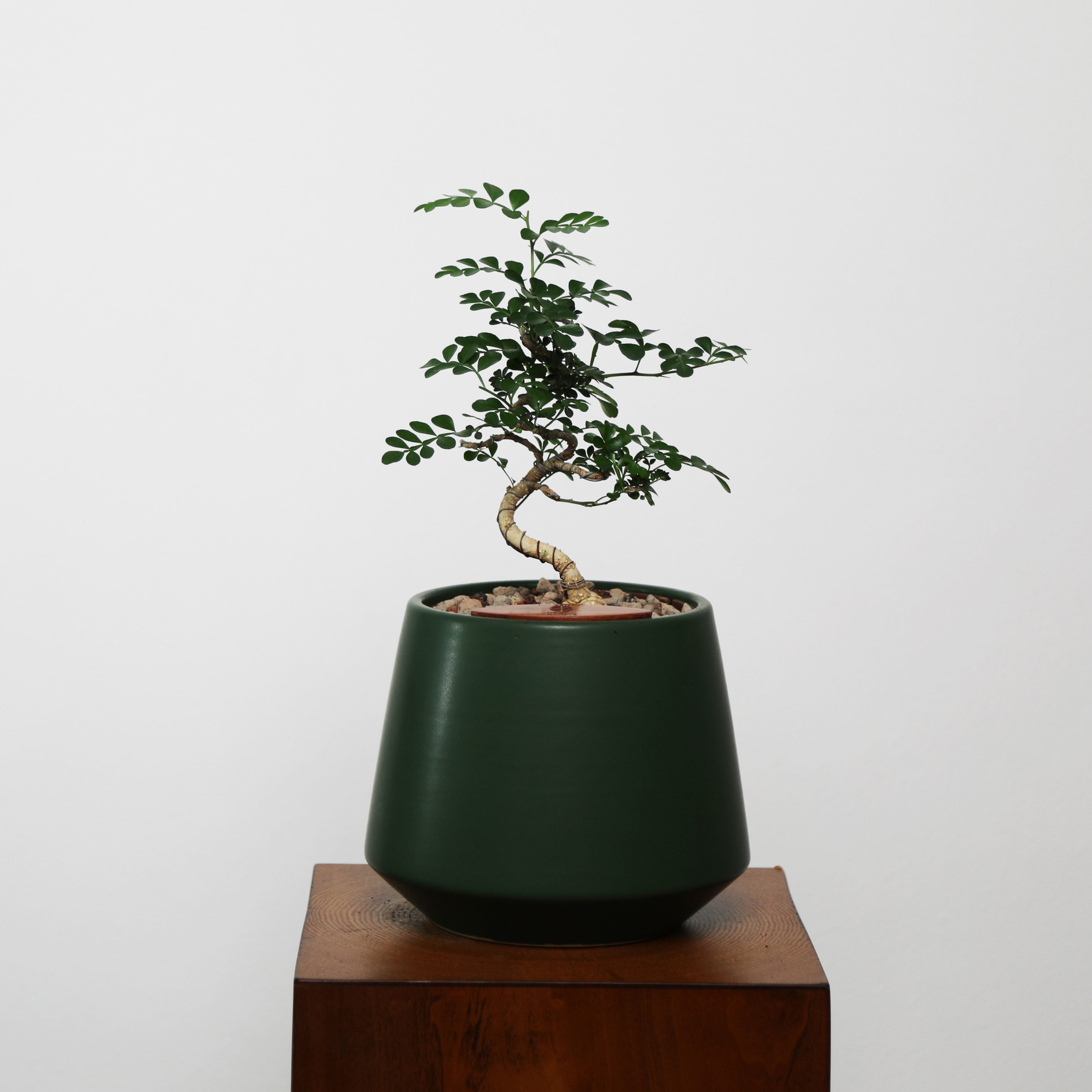 Bonsai in Toto pot (Feroniea Lucida Bonsai)