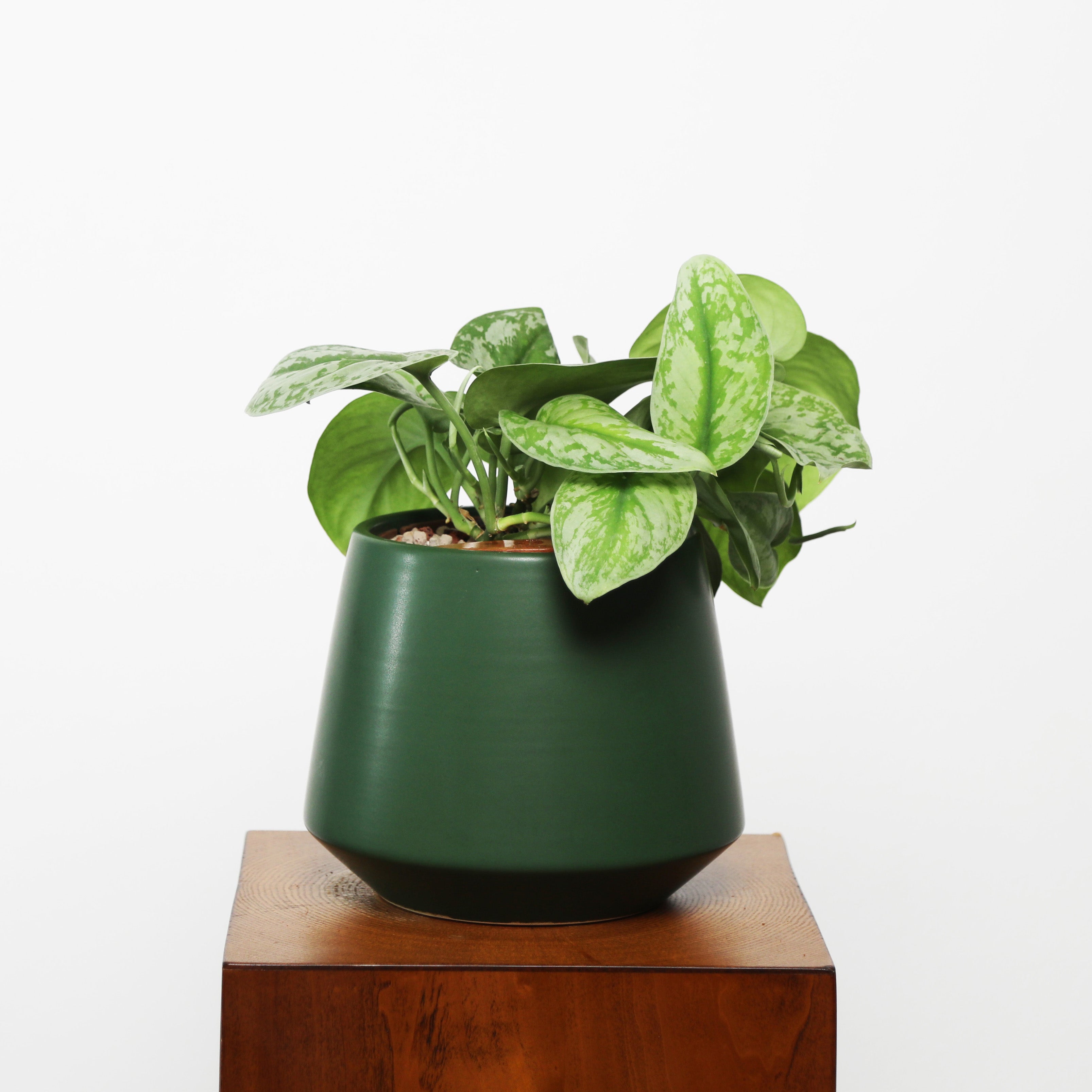 Satin Pothos in Toto pot (Scindapsus Pictus ‘Exotica’)