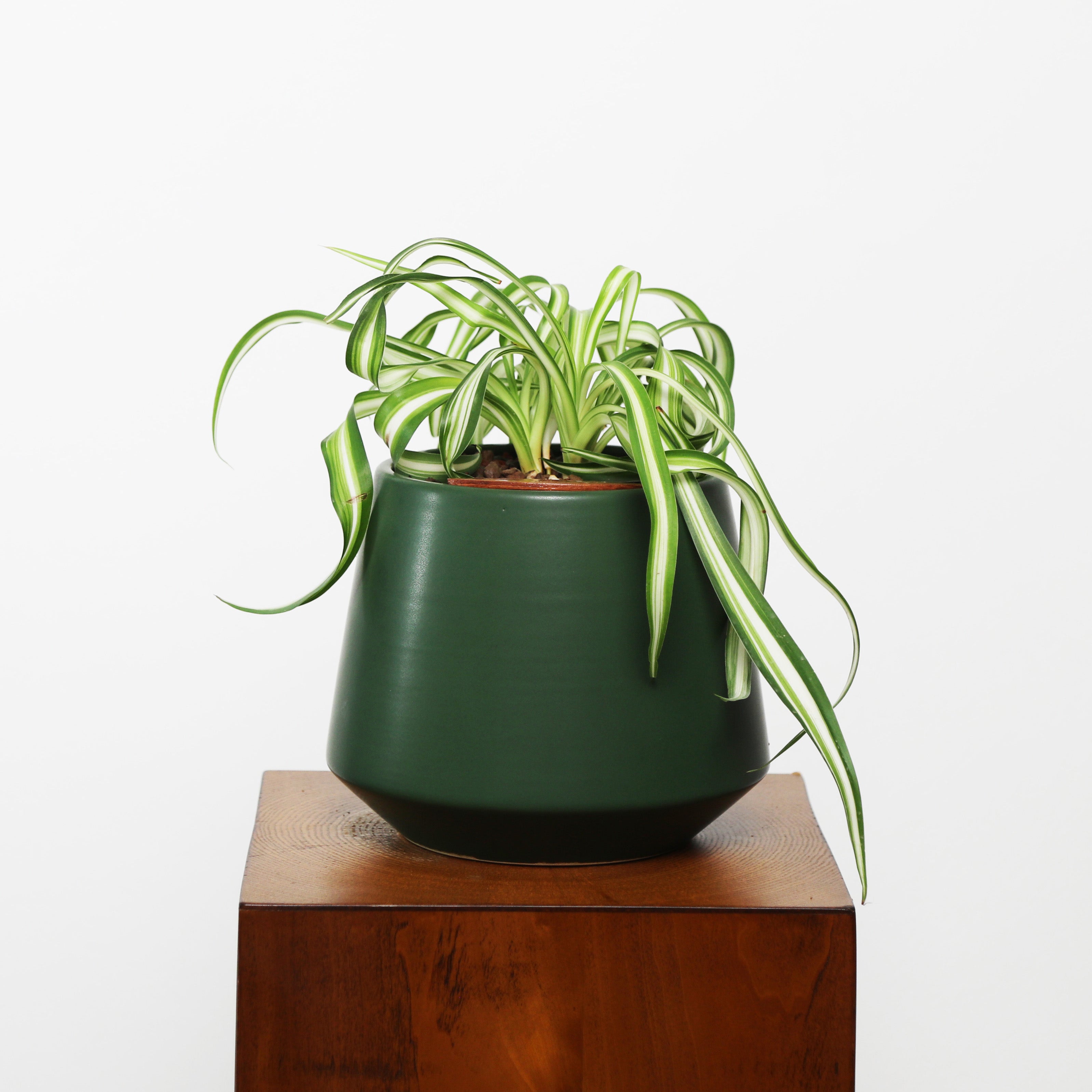 Bonnie Spider Plant in Toto pot (Chlorophytum comosum)