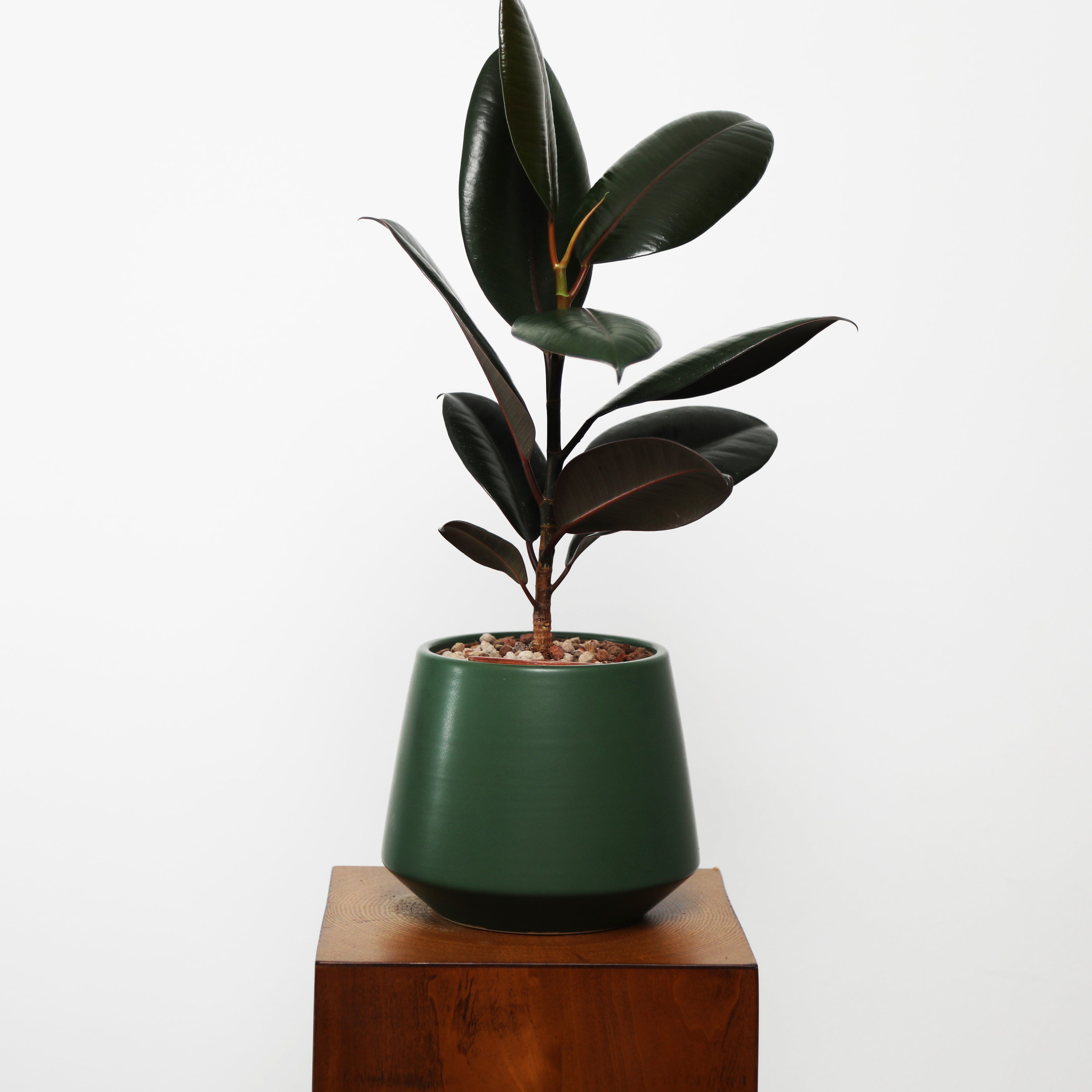Rubber Fig in Toto pot (Ficus Elastica)