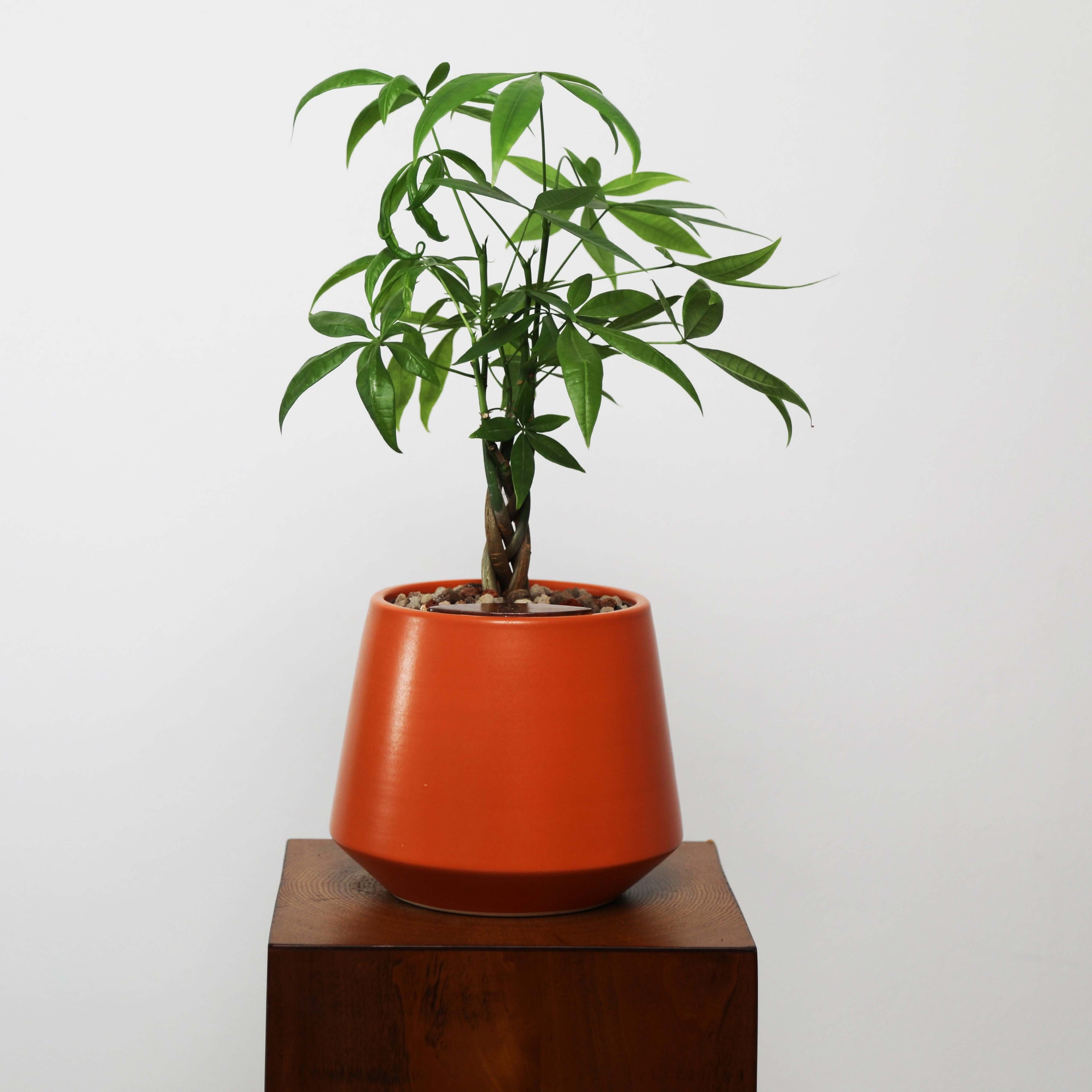 Money Tree in Toto pot (Pachira Aquatica)