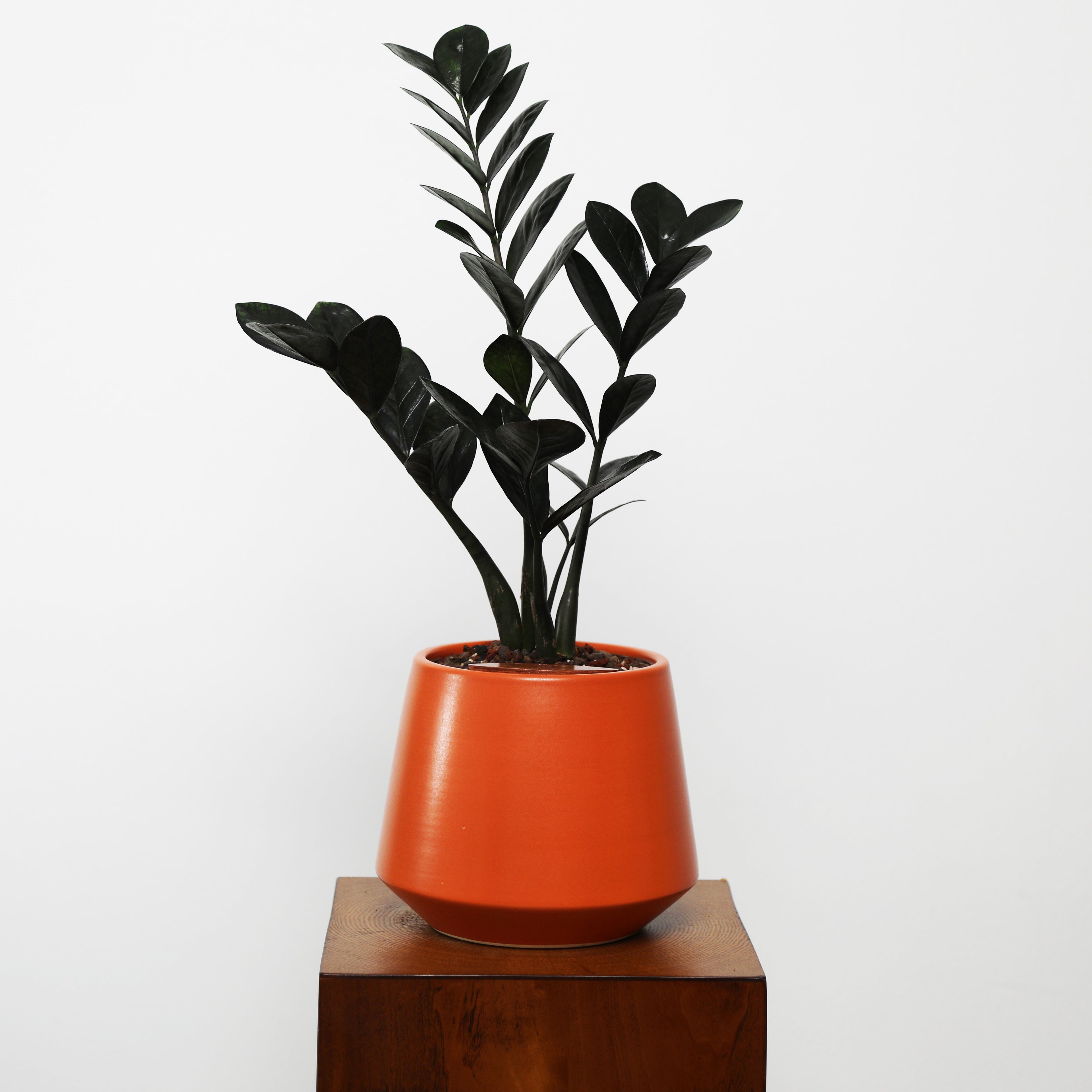 ZZ Plant in Toto pot