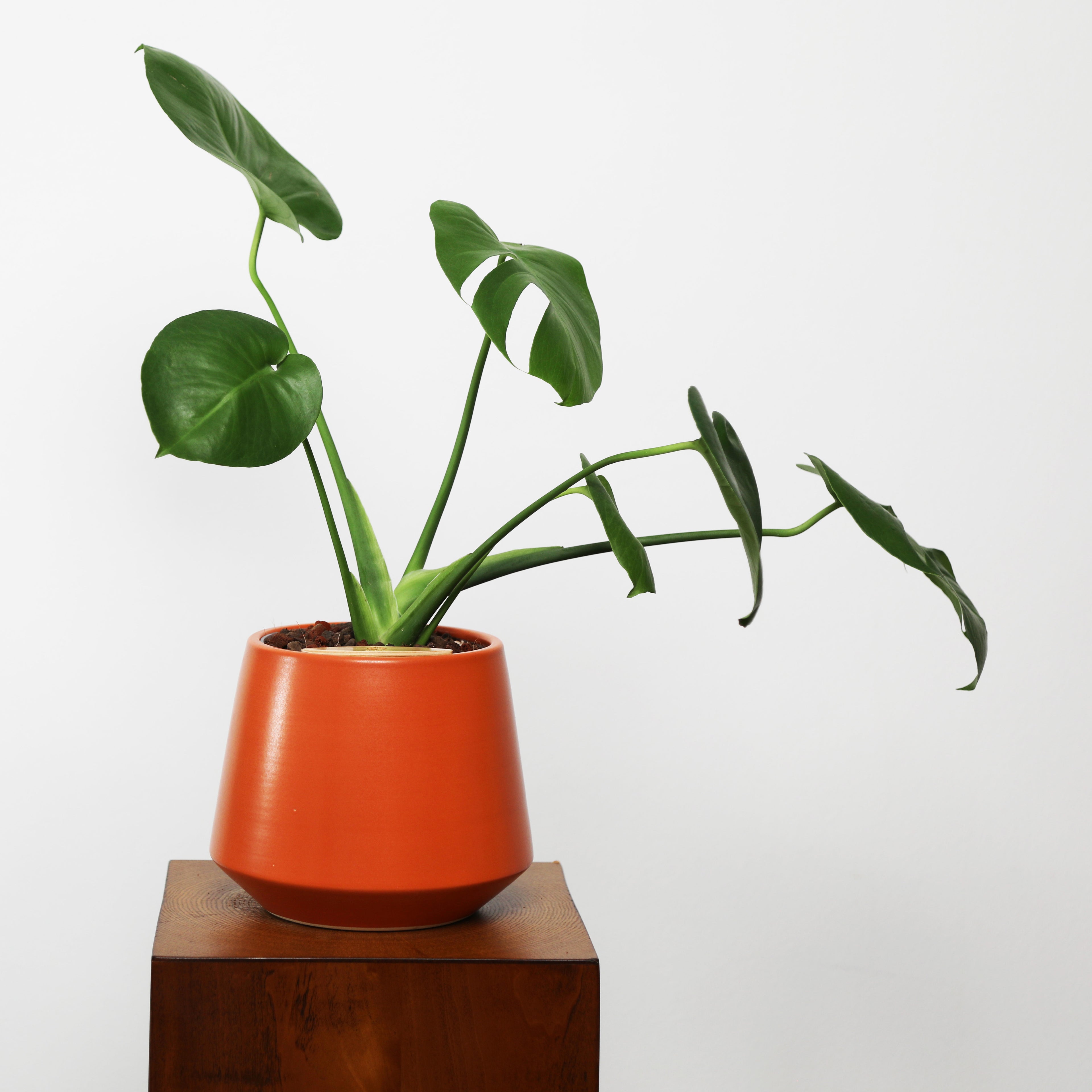 Monstera in Toto pot