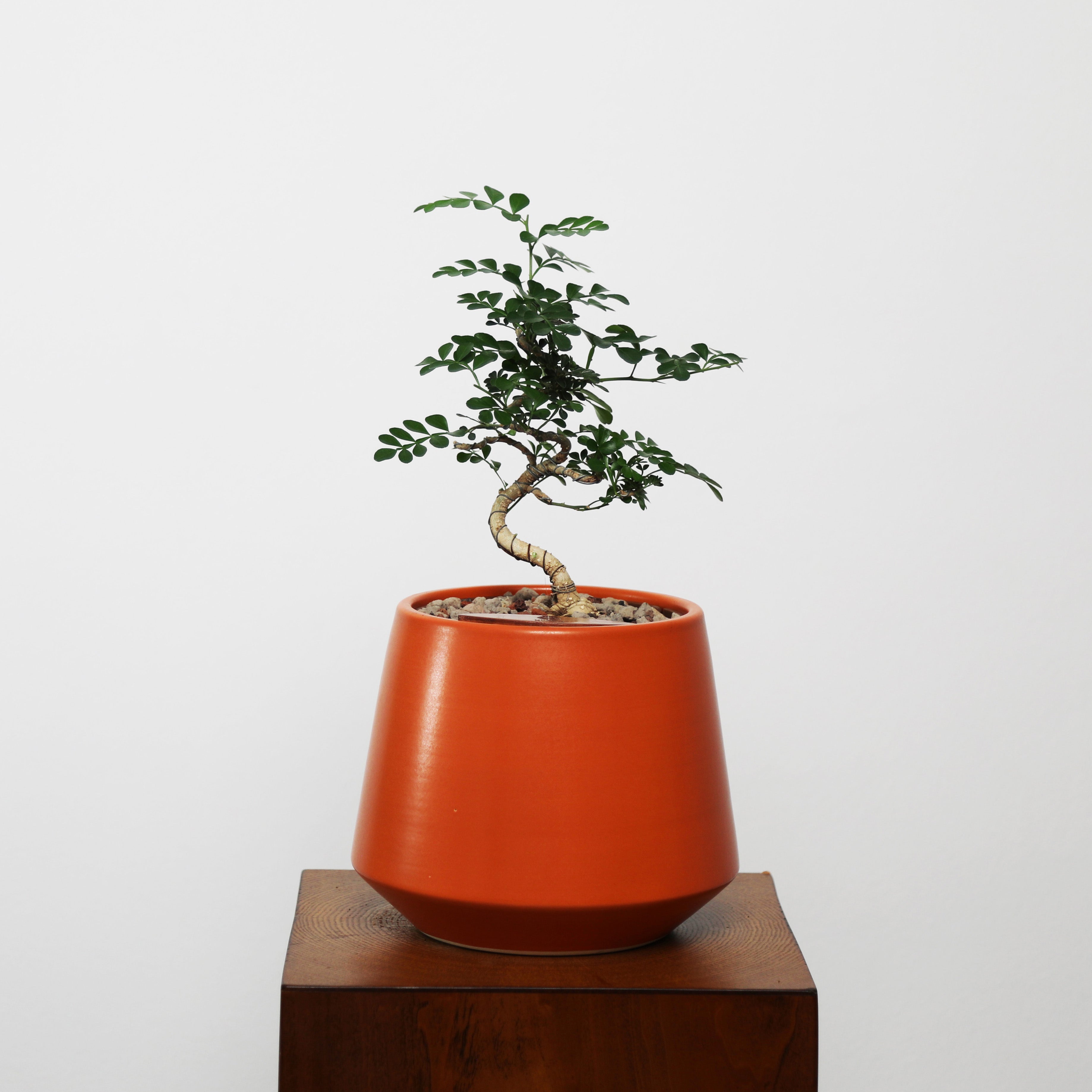 Bonsai in Toto pot (Feroniea Lucida Bonsai)