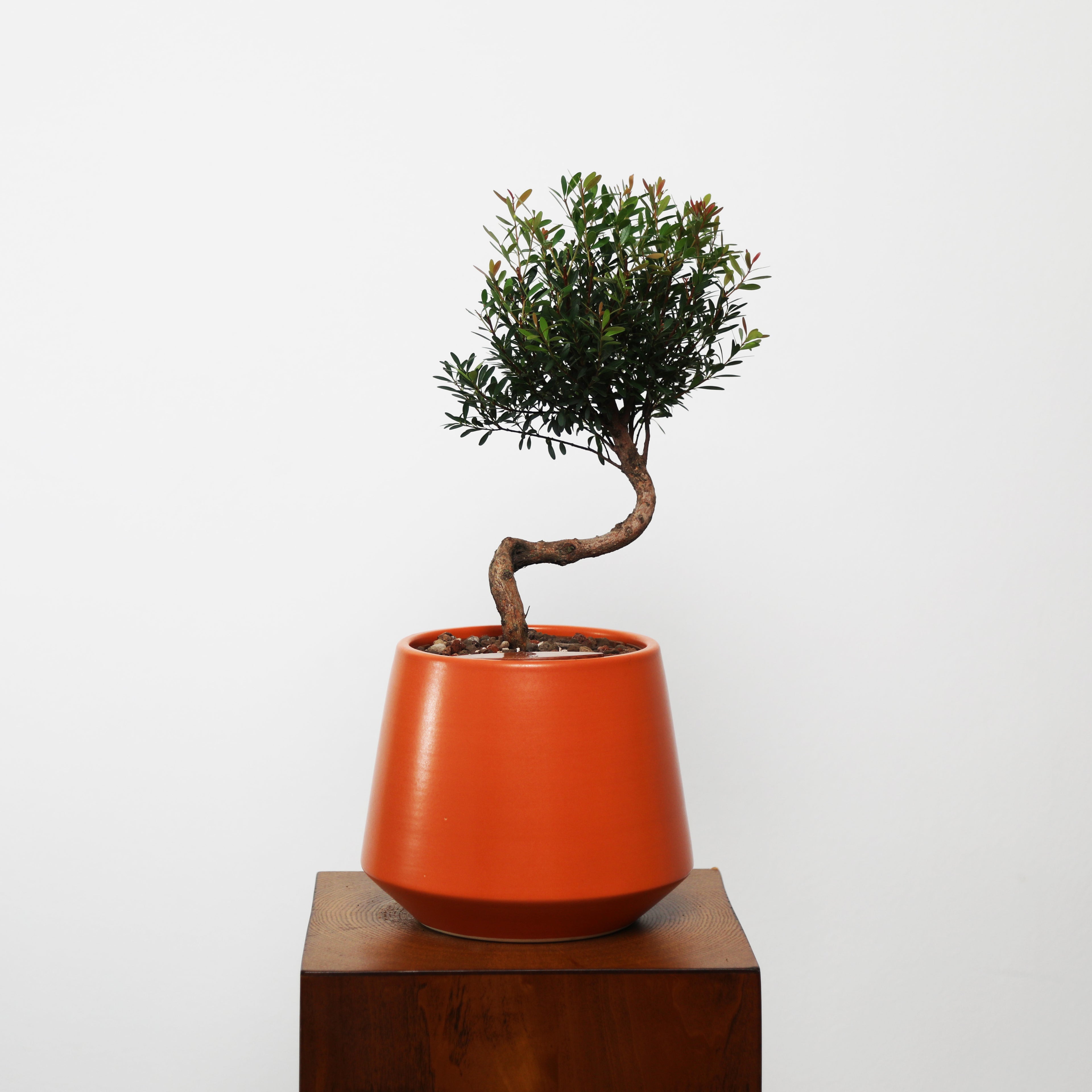 Bonsai in Toto pot (Syzygium buxifolium)
