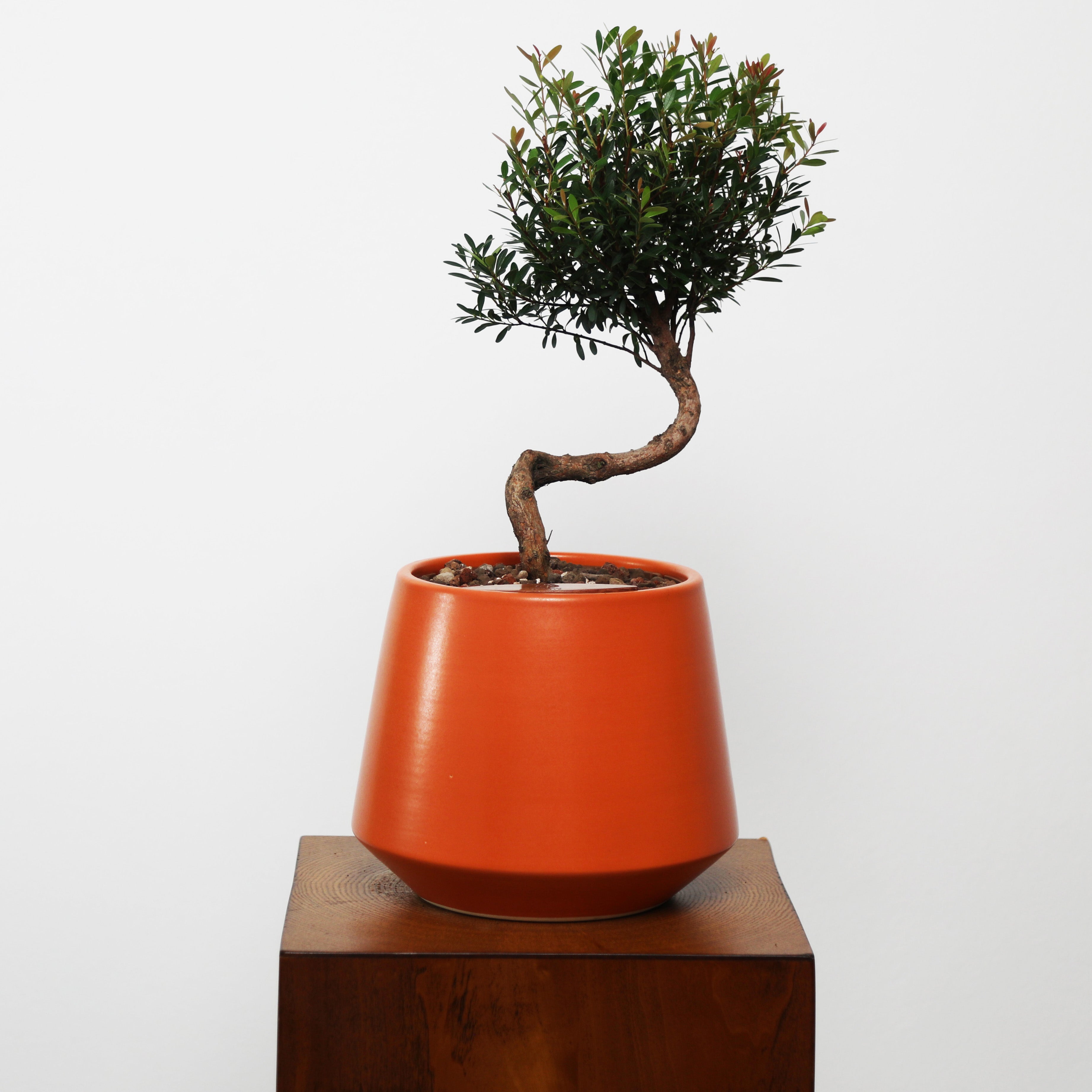 Bonsai in Toto pot (Syzygium buxifolium)