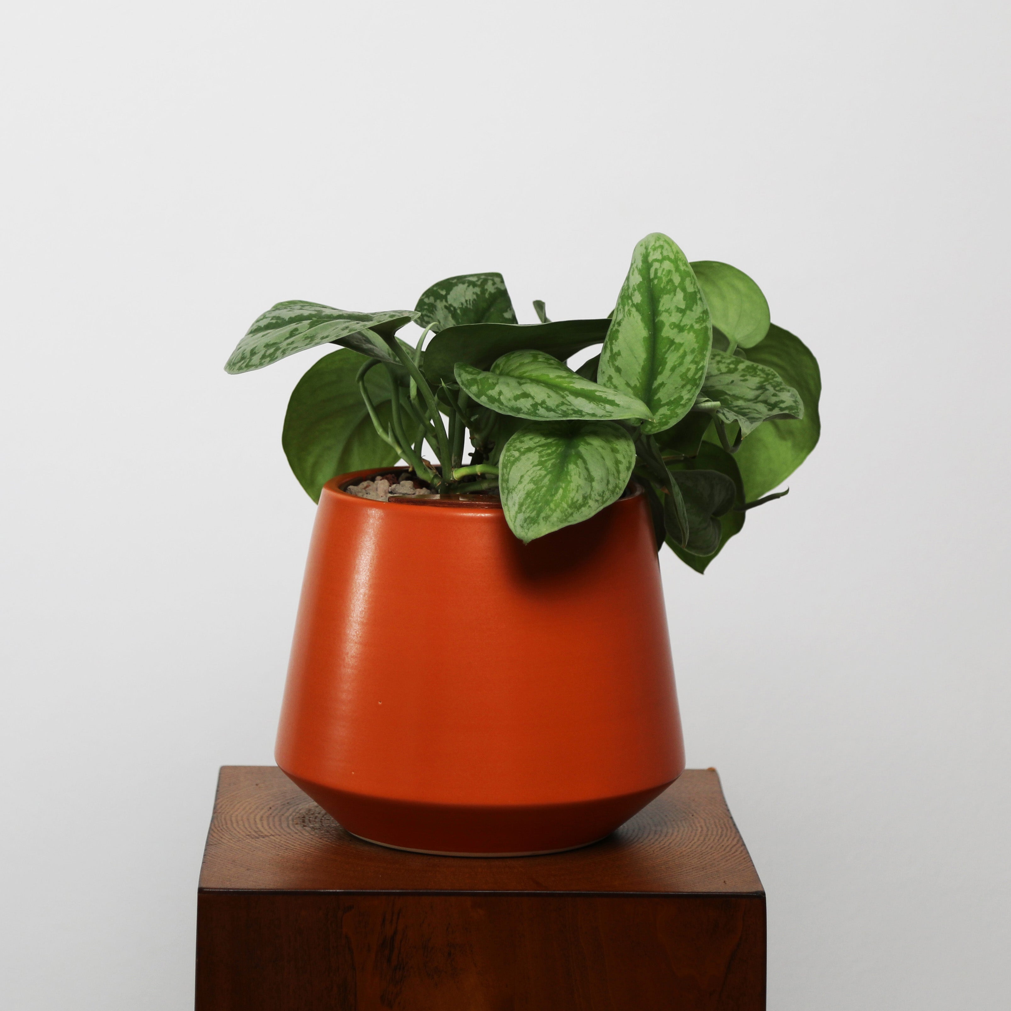 Satin Pothos in Toto pot (Scindapsus Pictus ‘Exotica’)